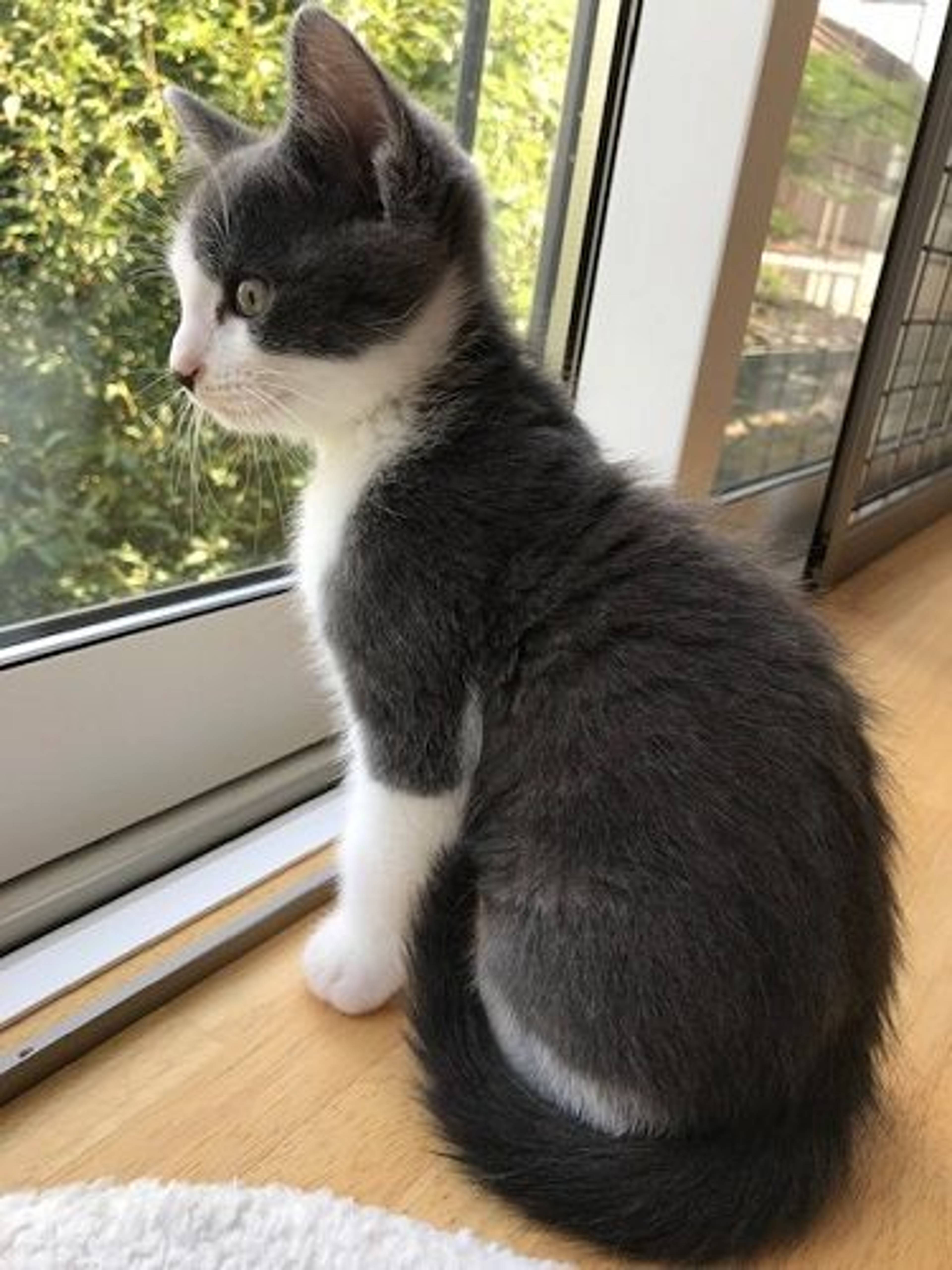 雑種（ミックス猫）・オスの里親募集の写真