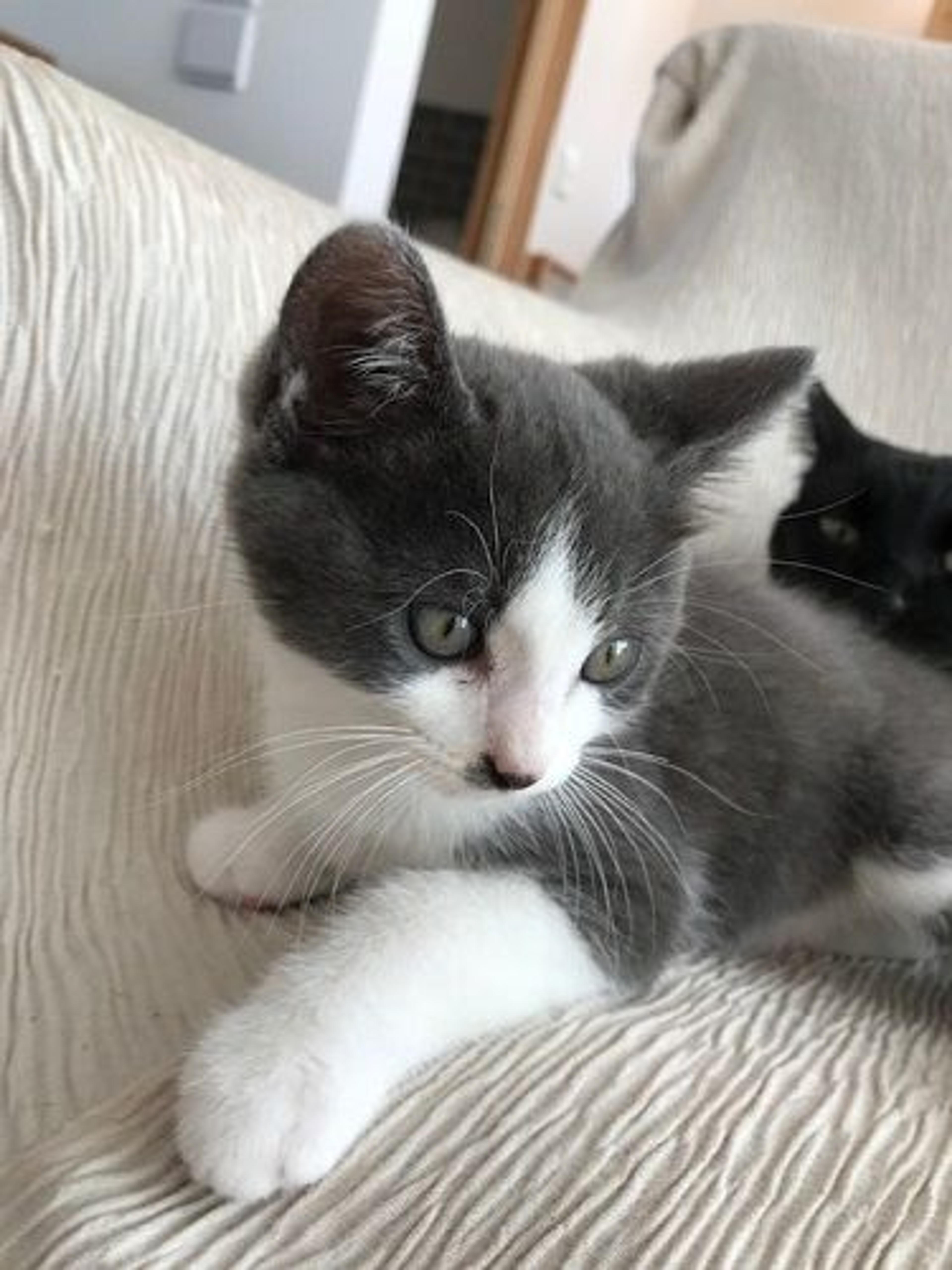 pet-image-2