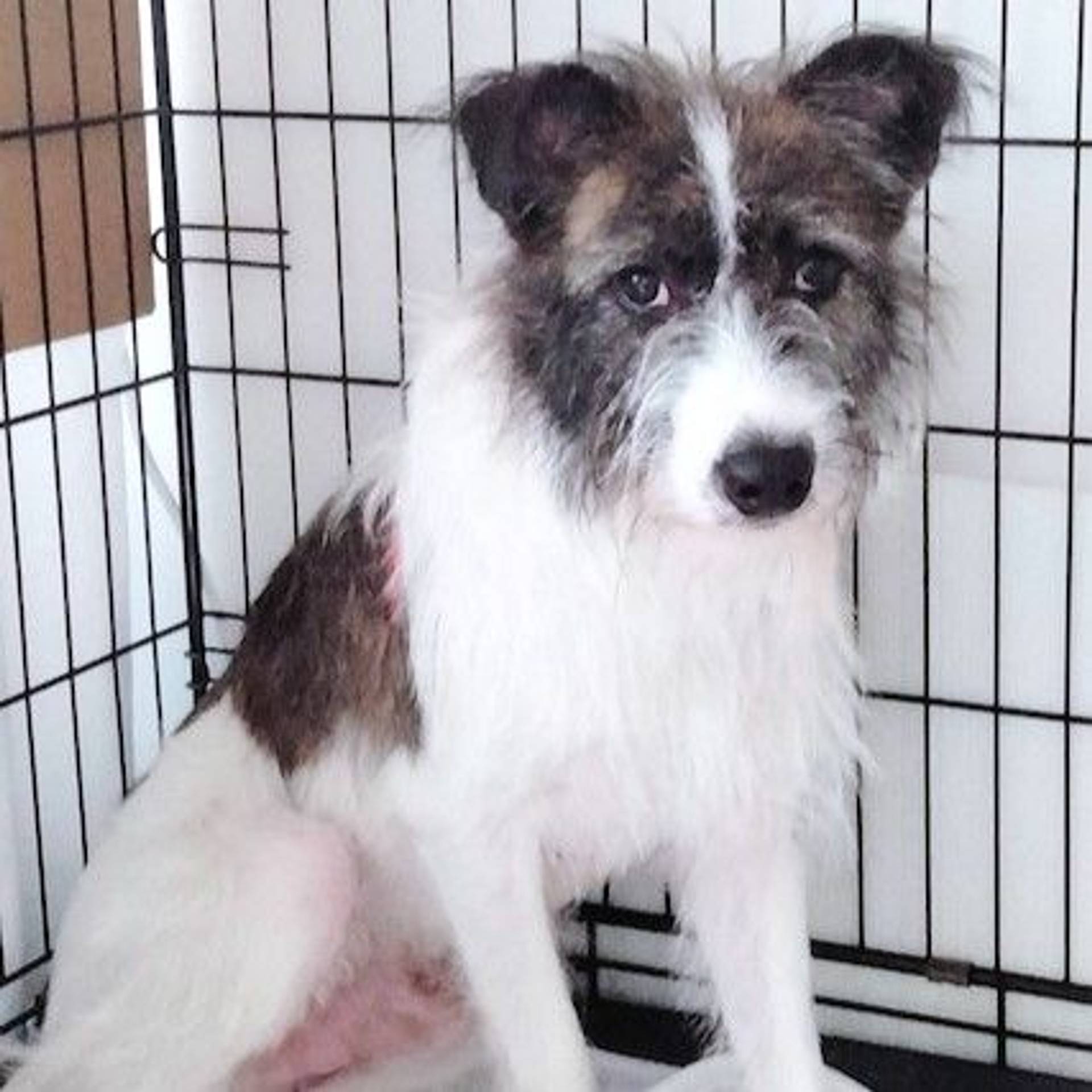 雑種（ミックス犬）・オスの里親募集の写真