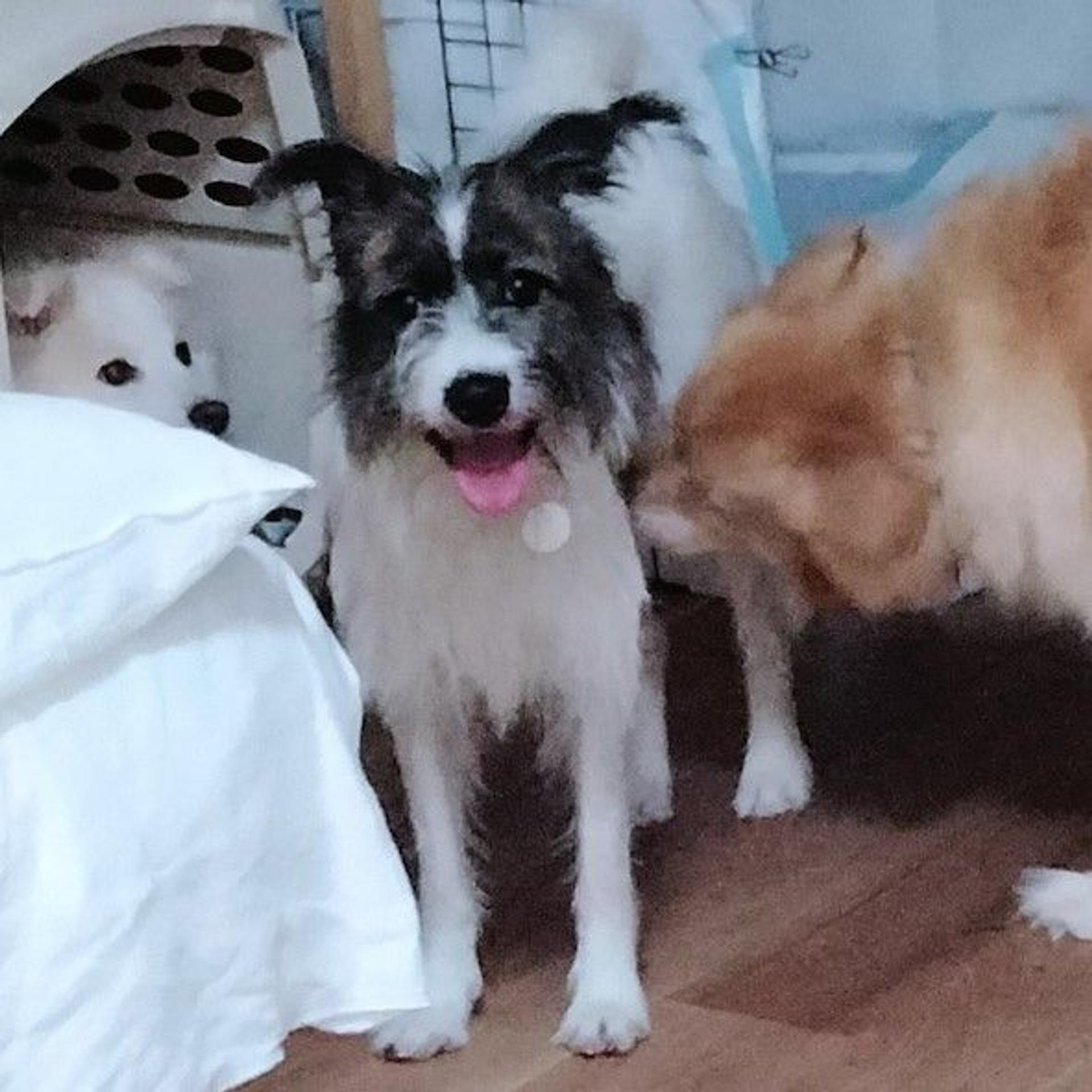 pet-image-4