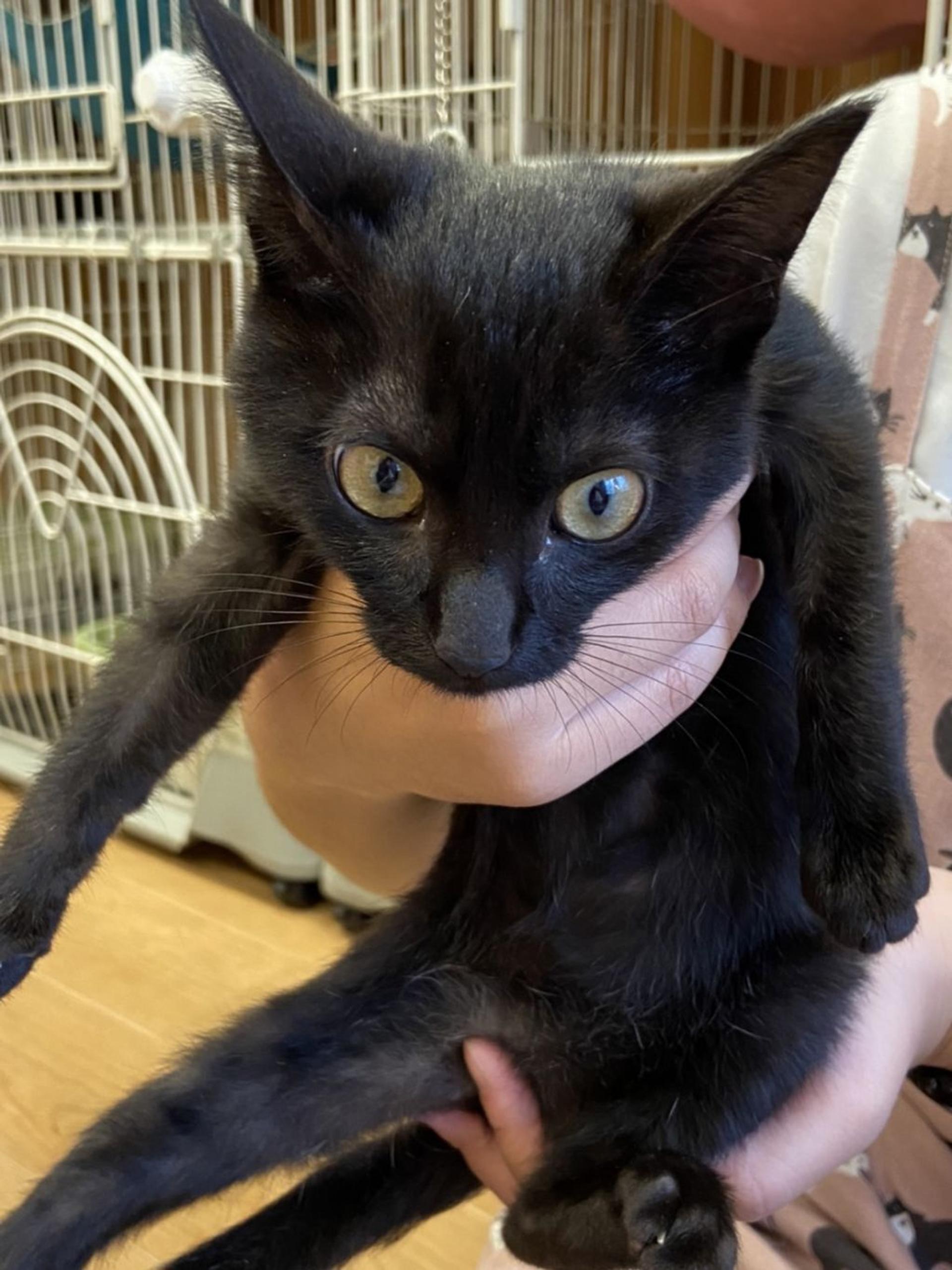 pet-image-4