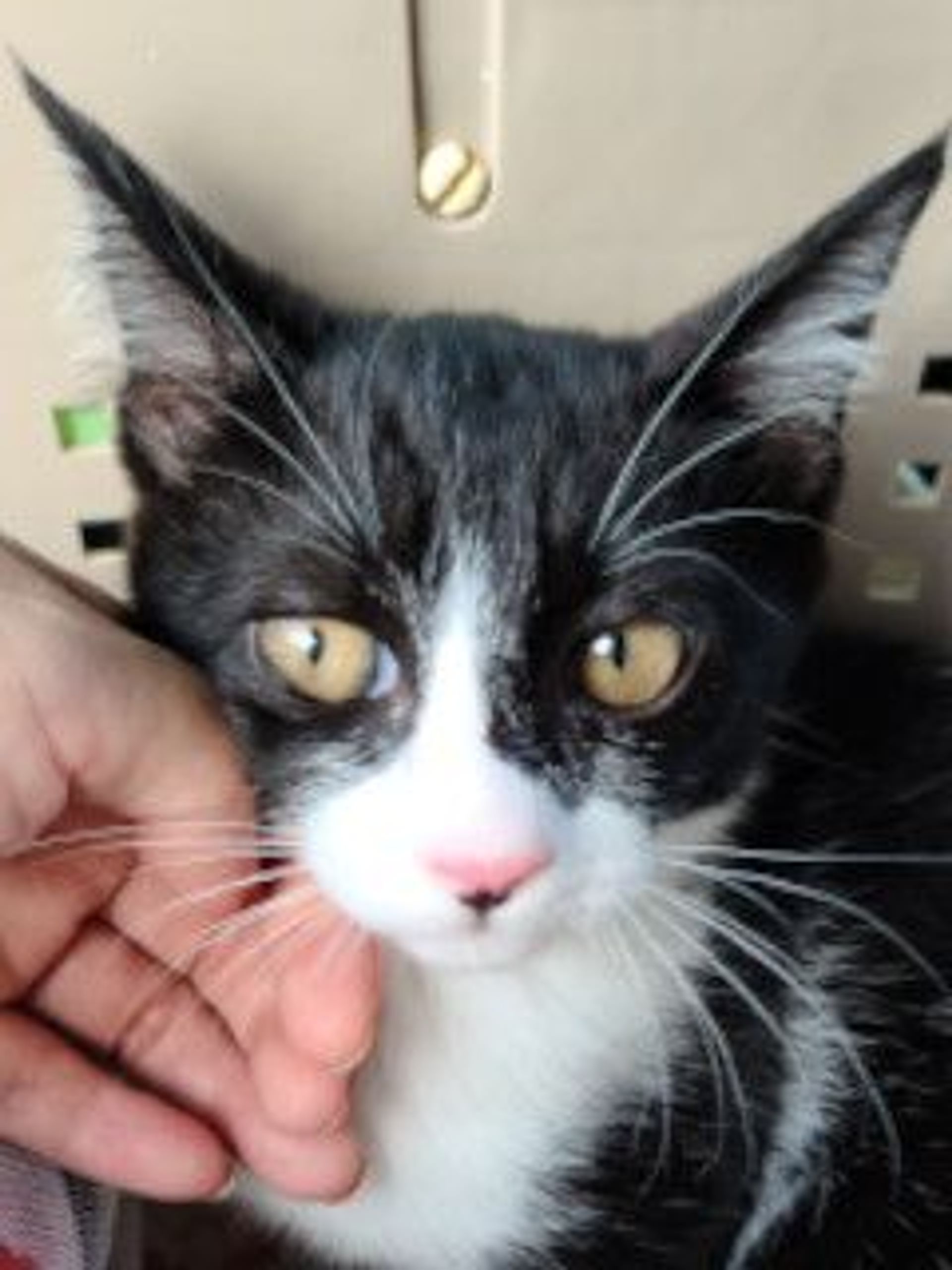 雑種（ミックス猫）・オスの里親募集の写真