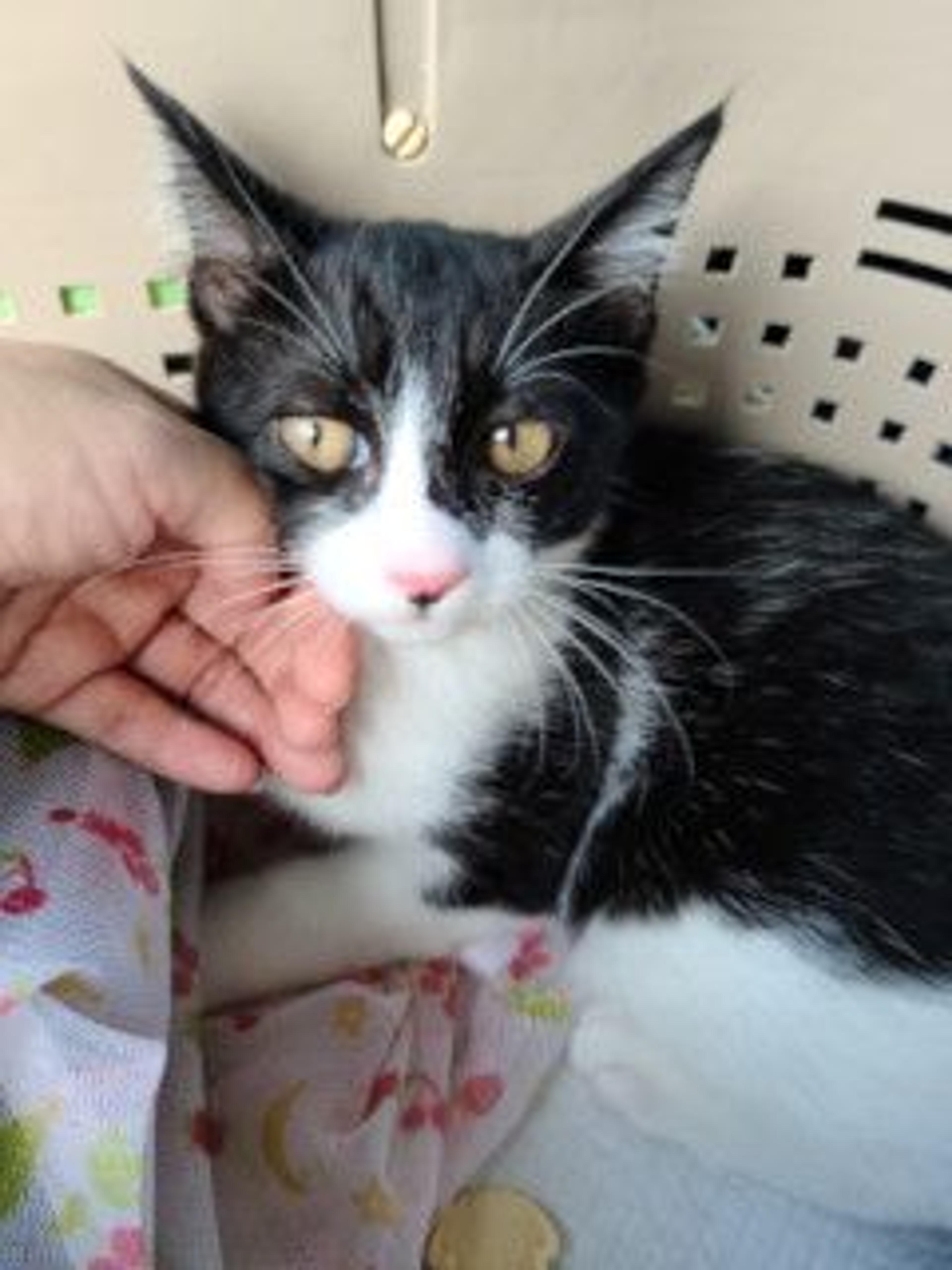 pet-image-7