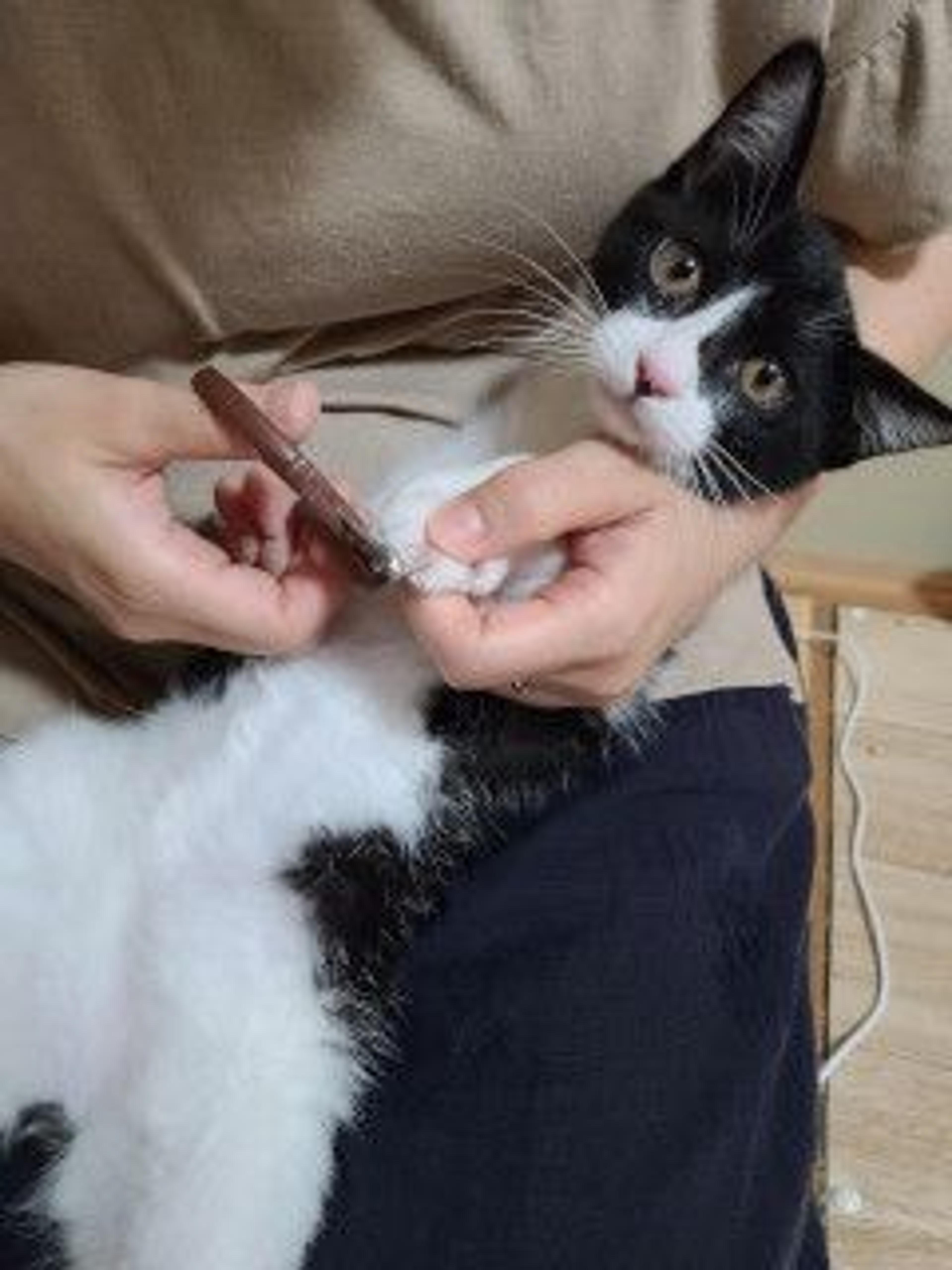 pet-image-9