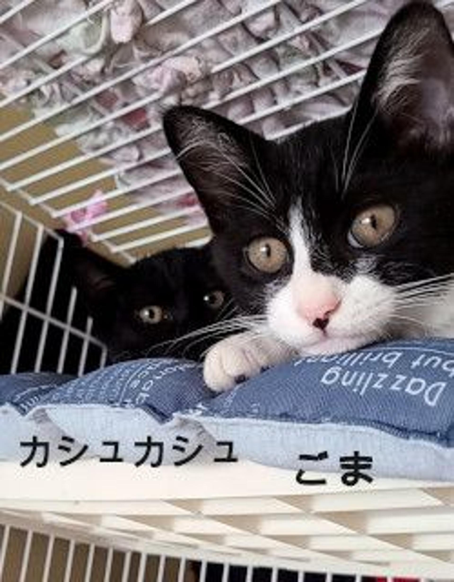 pet-image-10