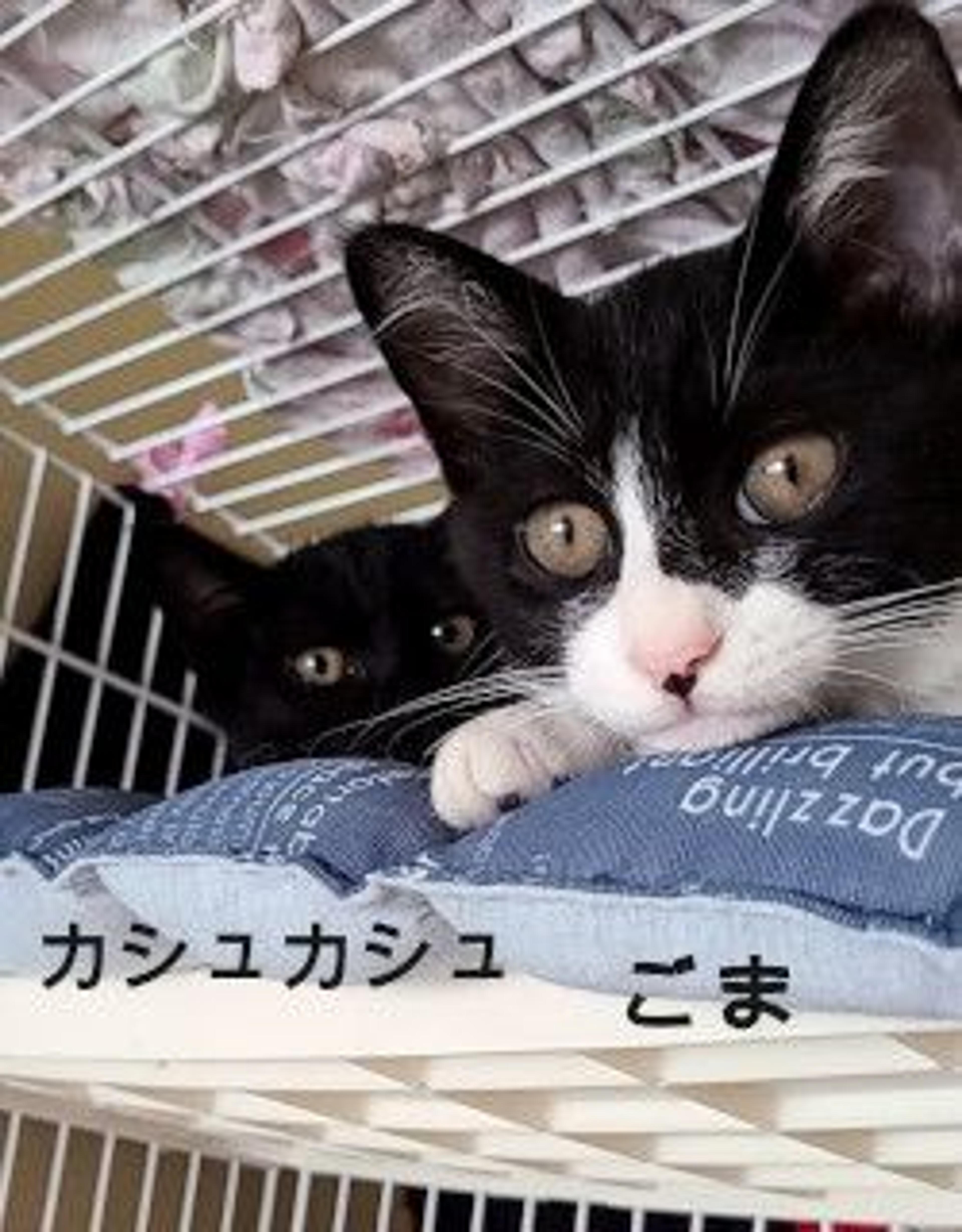 pet-image-10