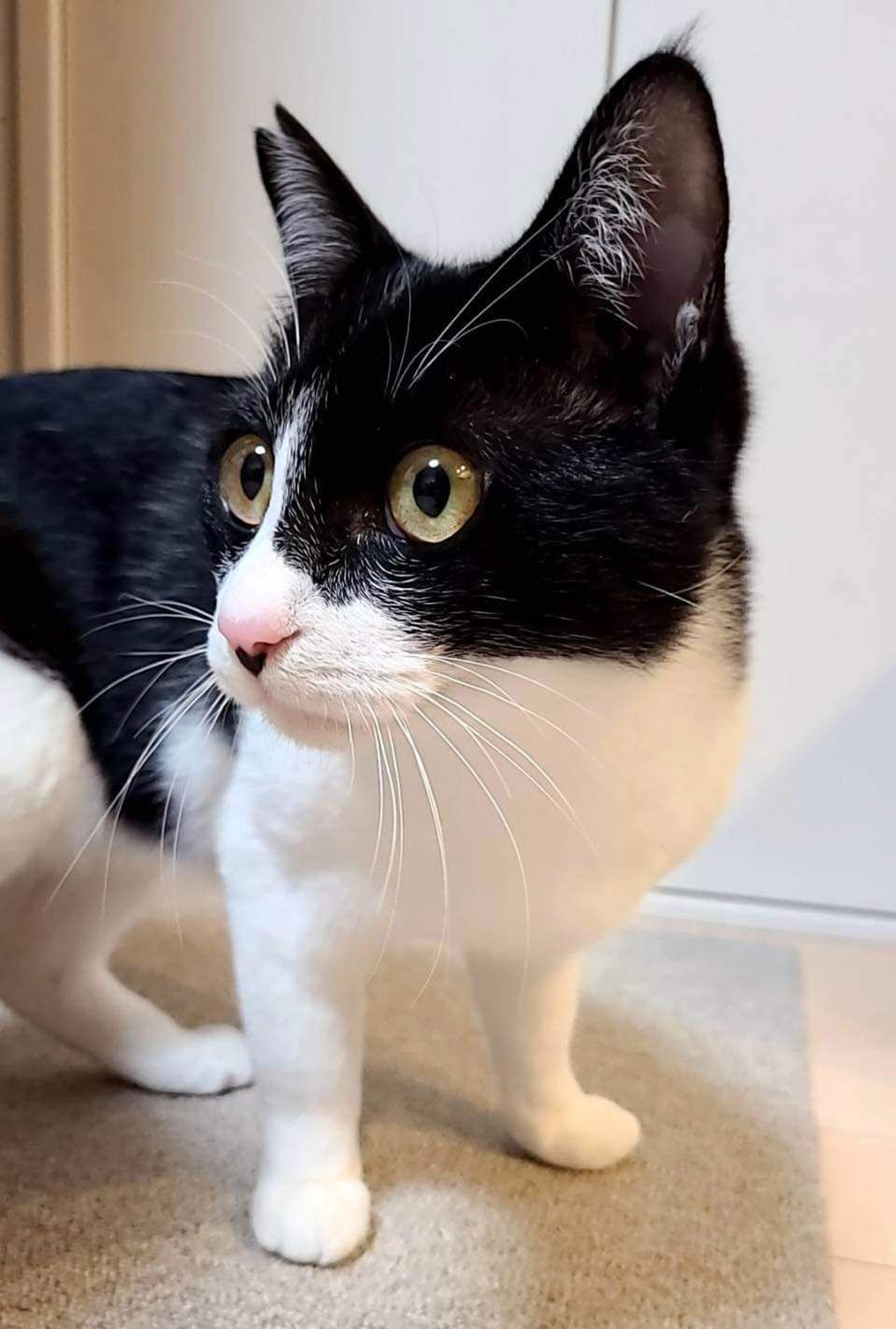 pet-image-2