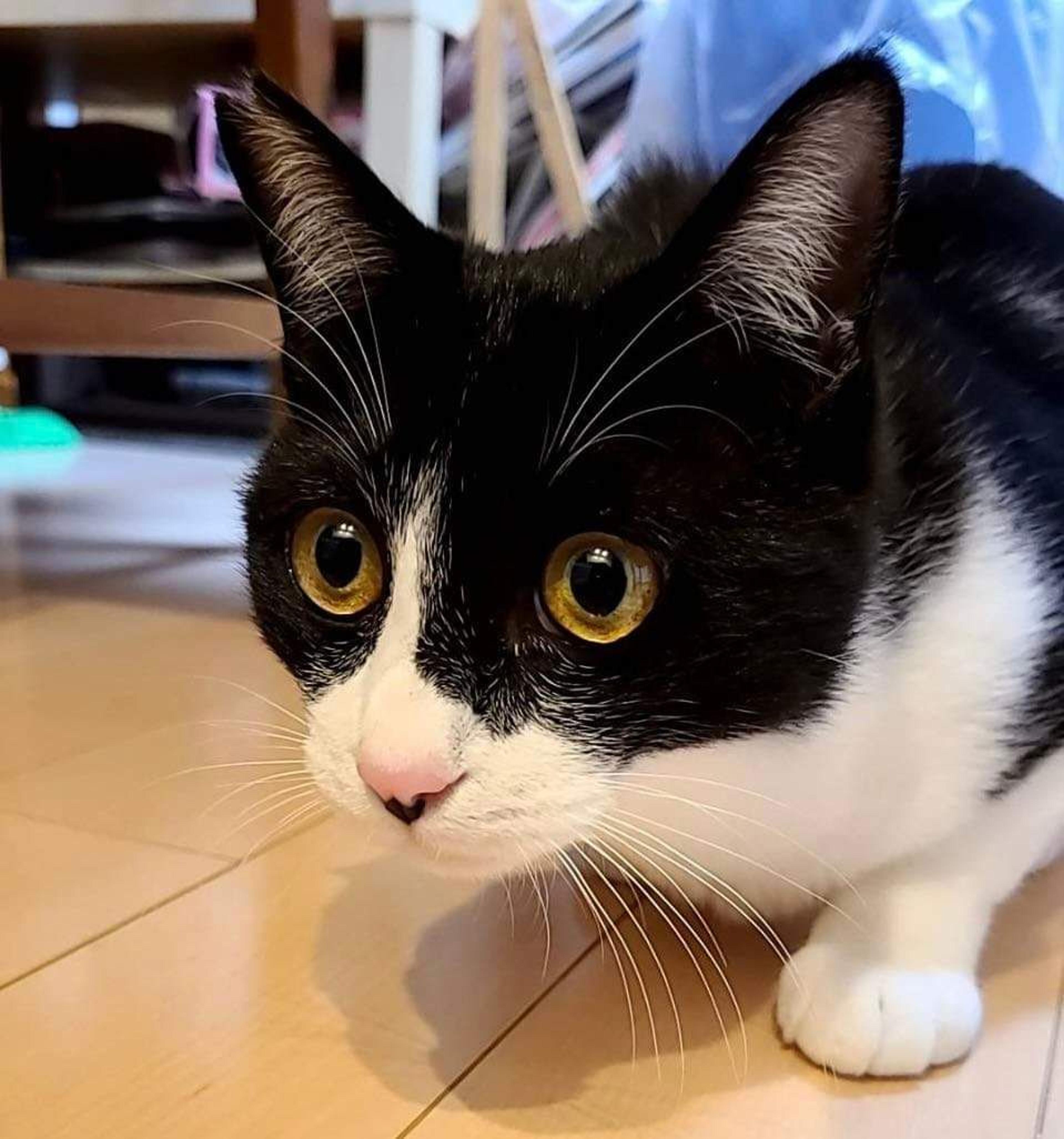 pet-image-5