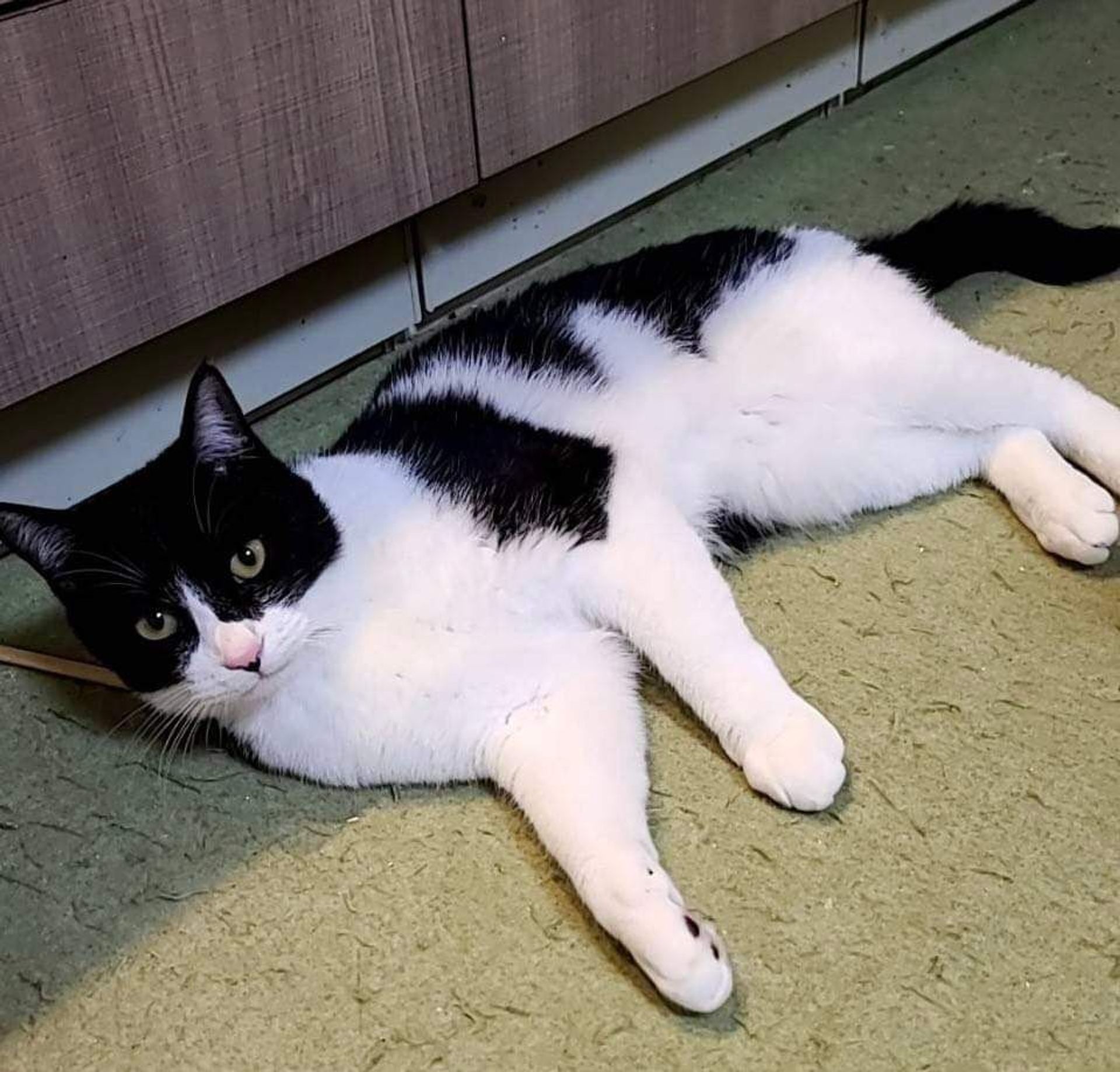 雑種（ミックス猫）・オスの里親募集の写真