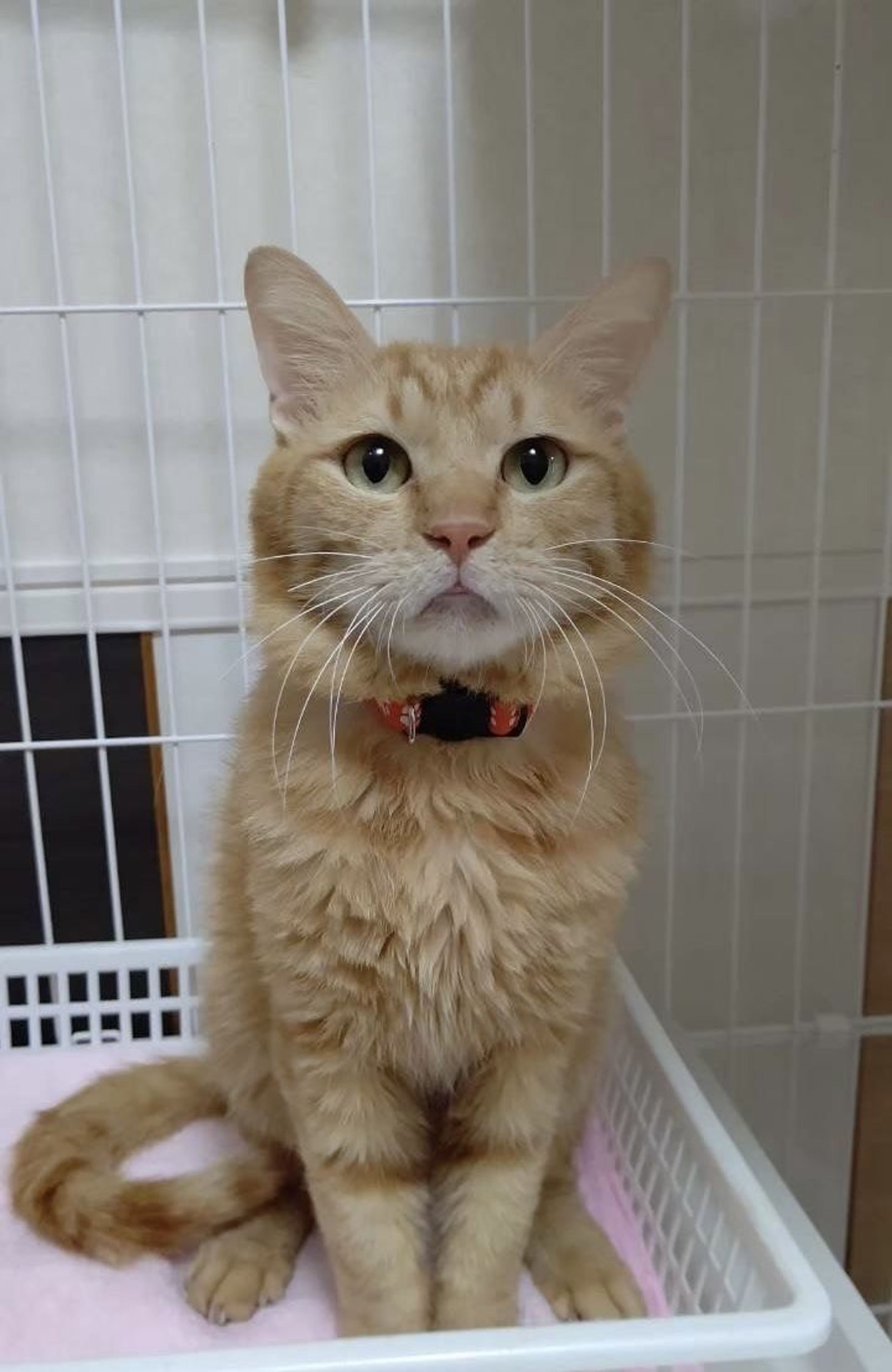 雑種（ミックス猫）・オスの里親募集の写真