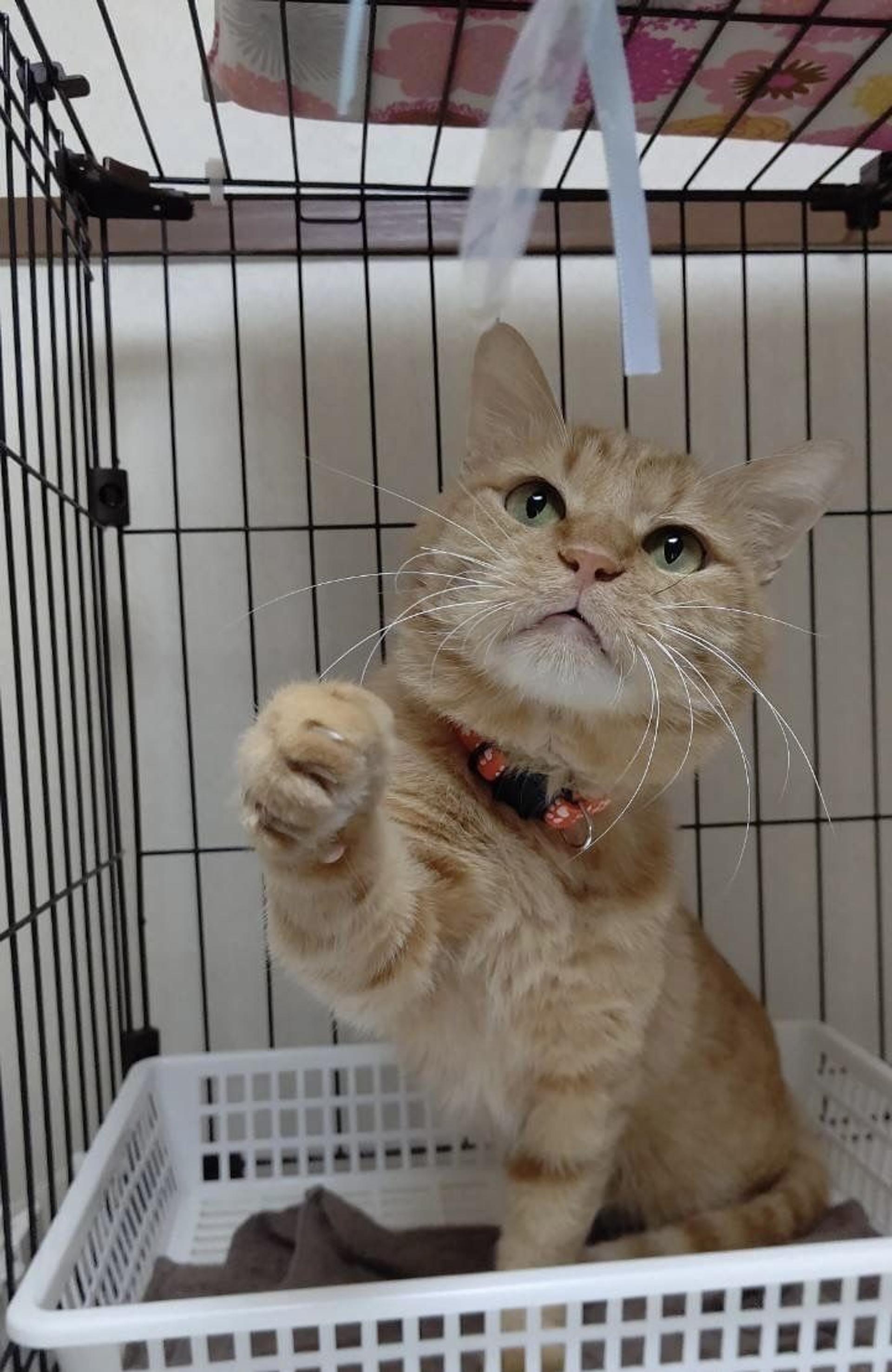 pet-image-2