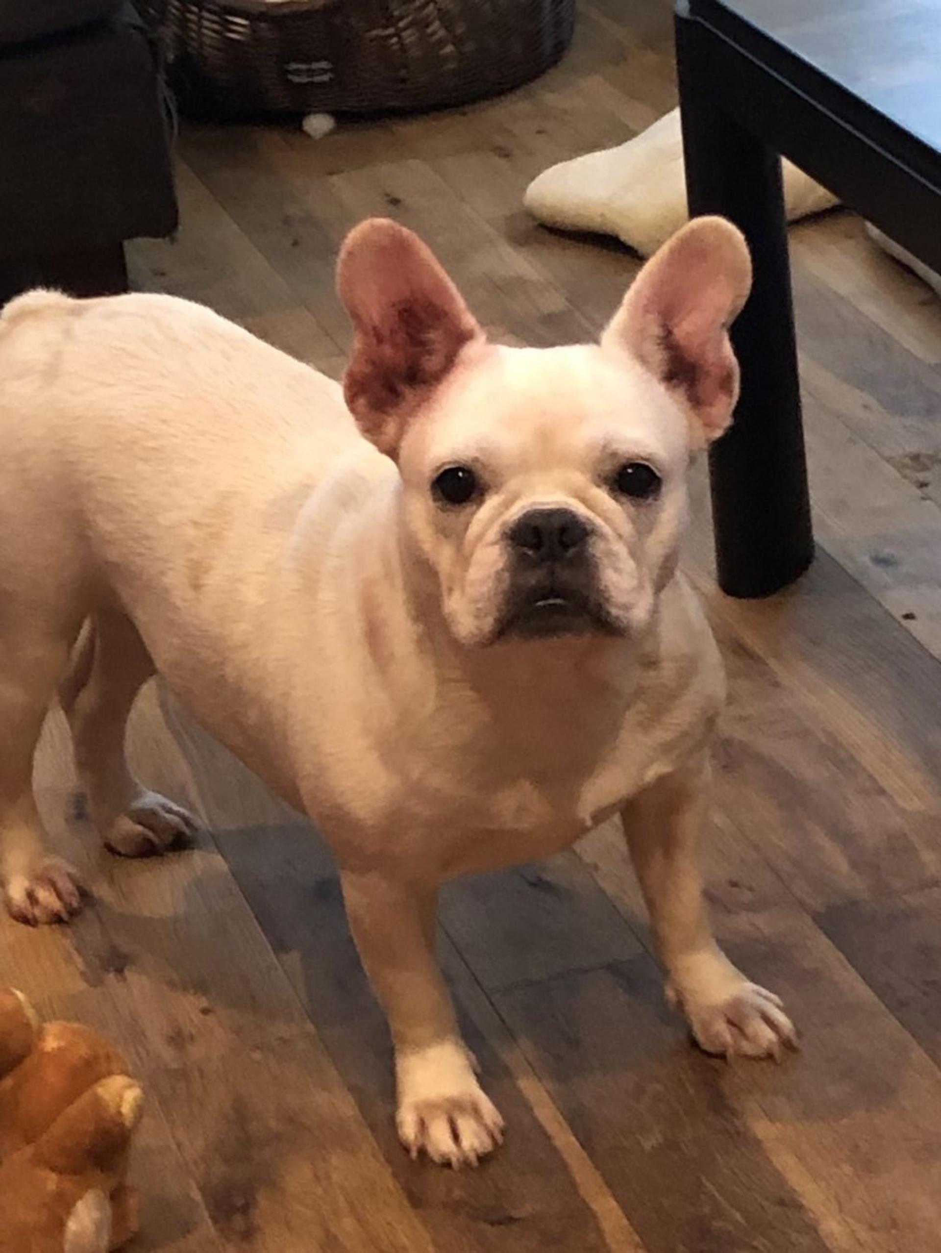 pet-image-2