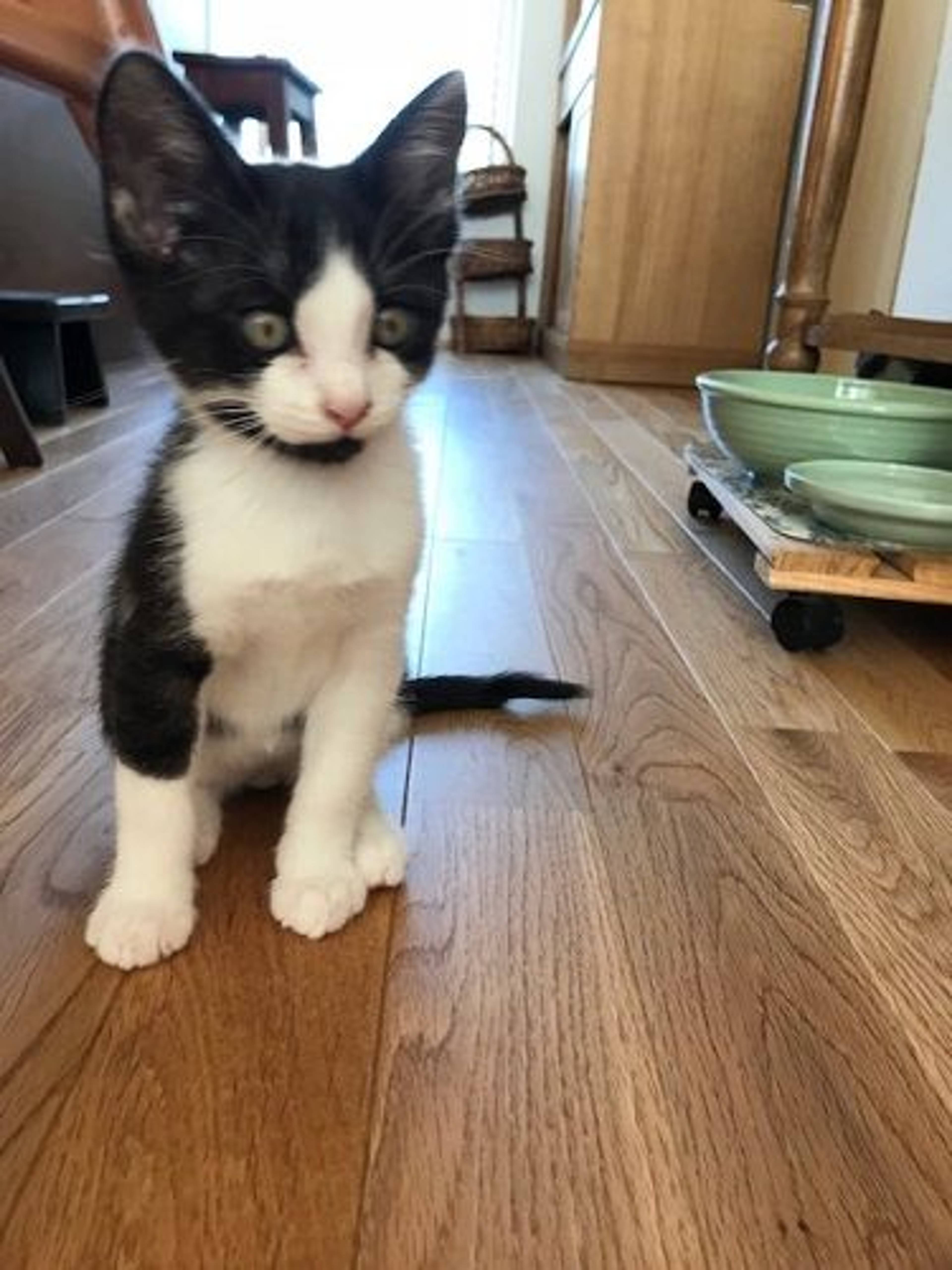 雑種（ミックス猫）・オスの里親募集の写真