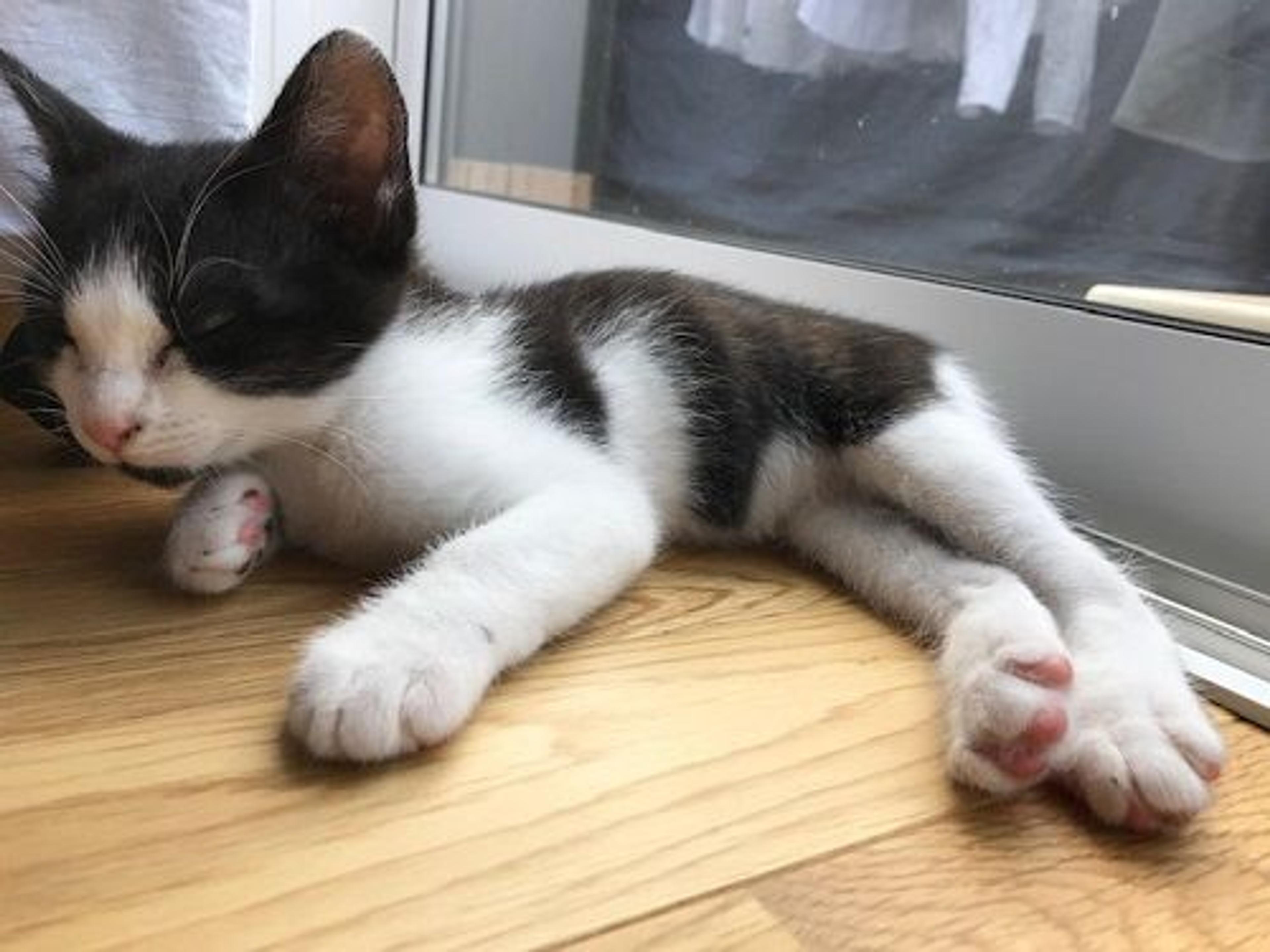 pet-image-3