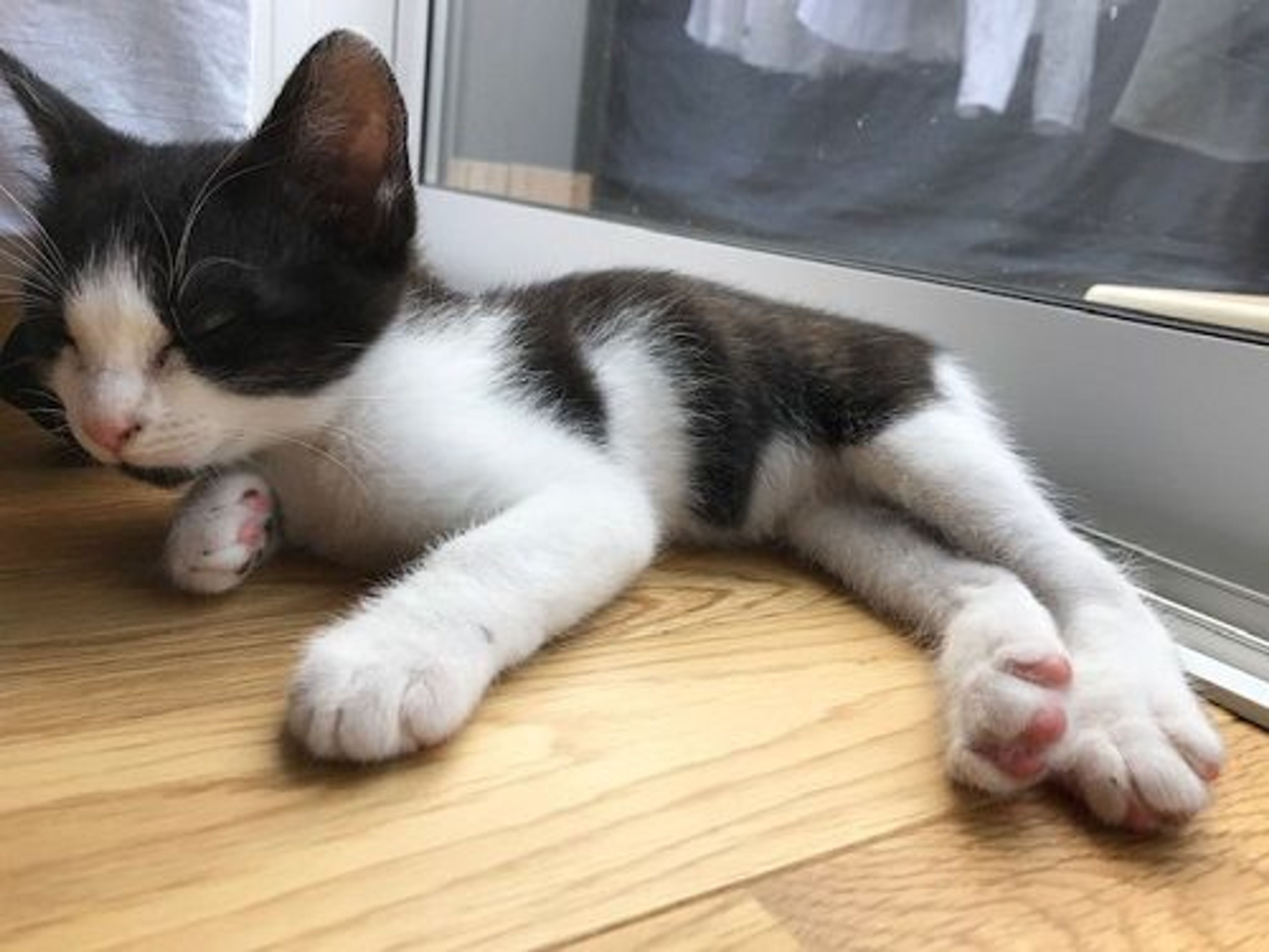 pet-image-3