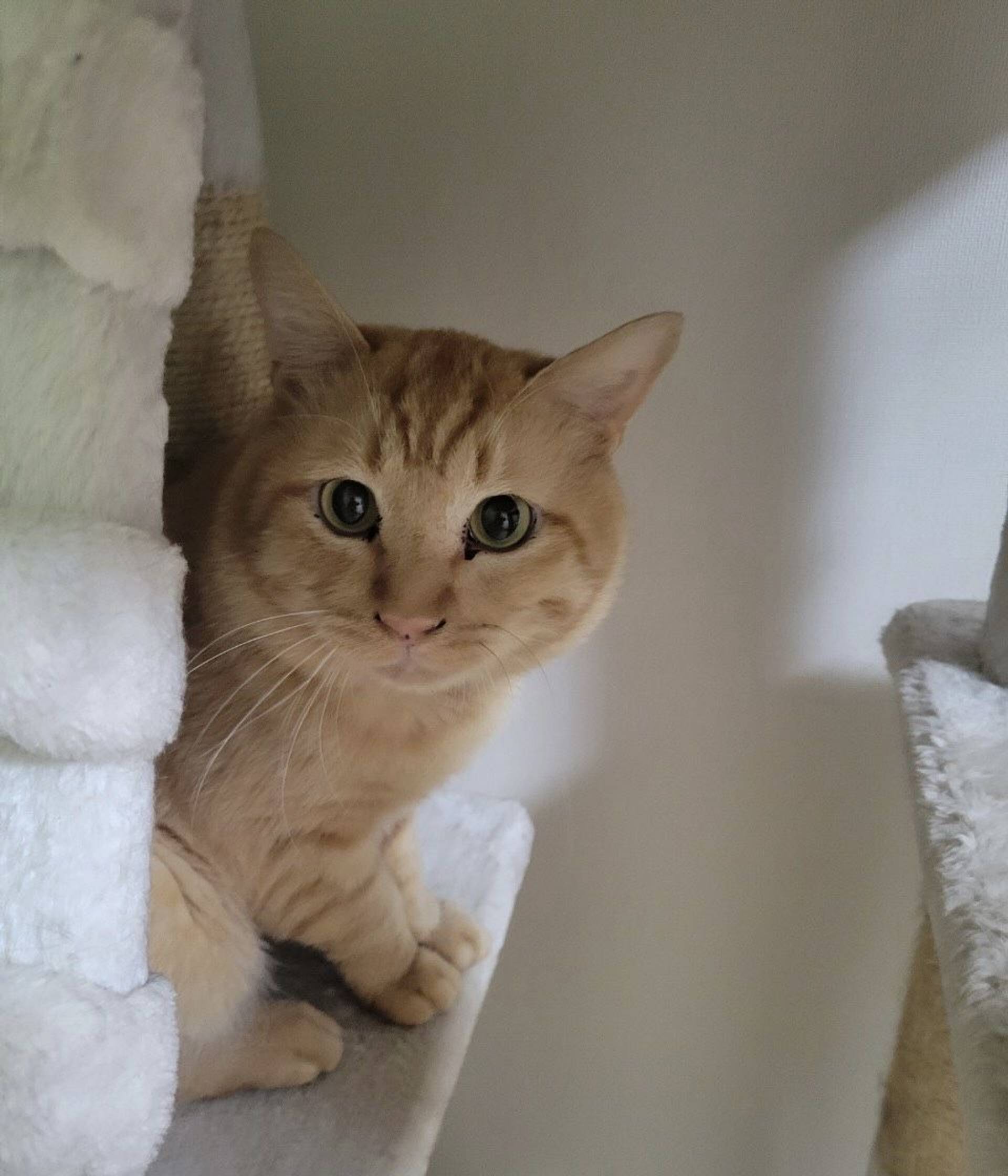 雑種（ミックス猫）・オスの里親募集の写真
