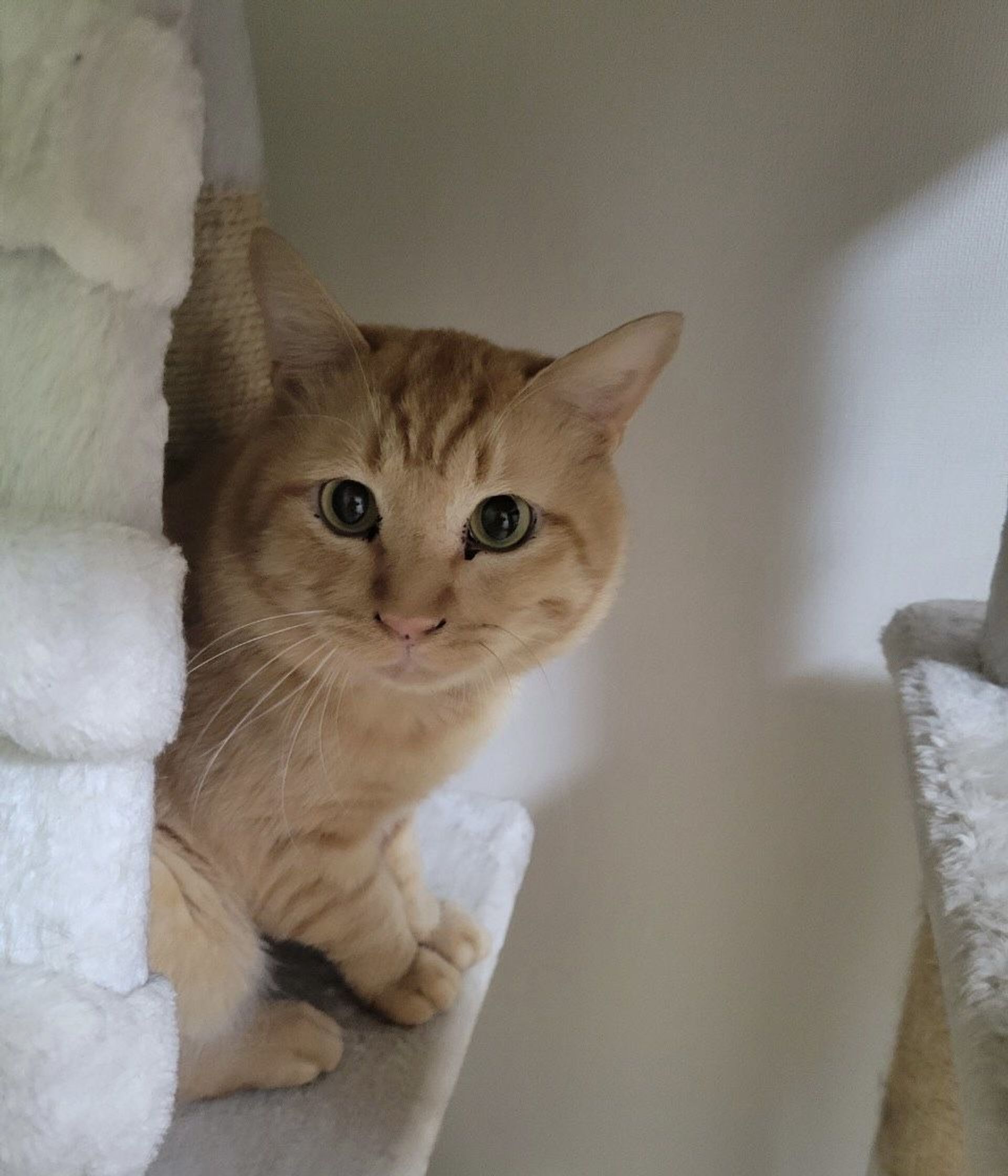 雑種（ミックス猫）・オスの里親募集の写真