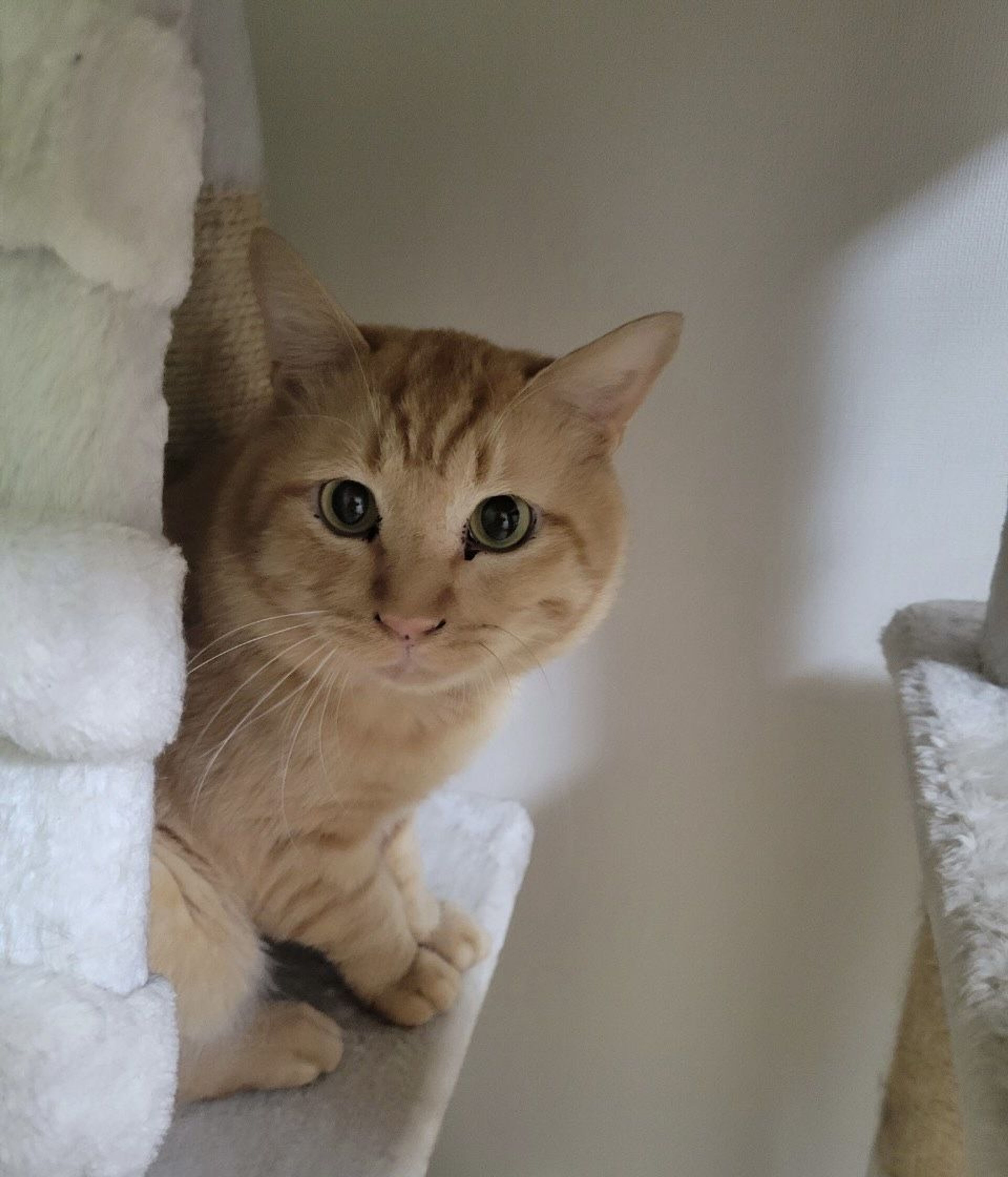 雑種（ミックス猫）・オスの里親募集の写真