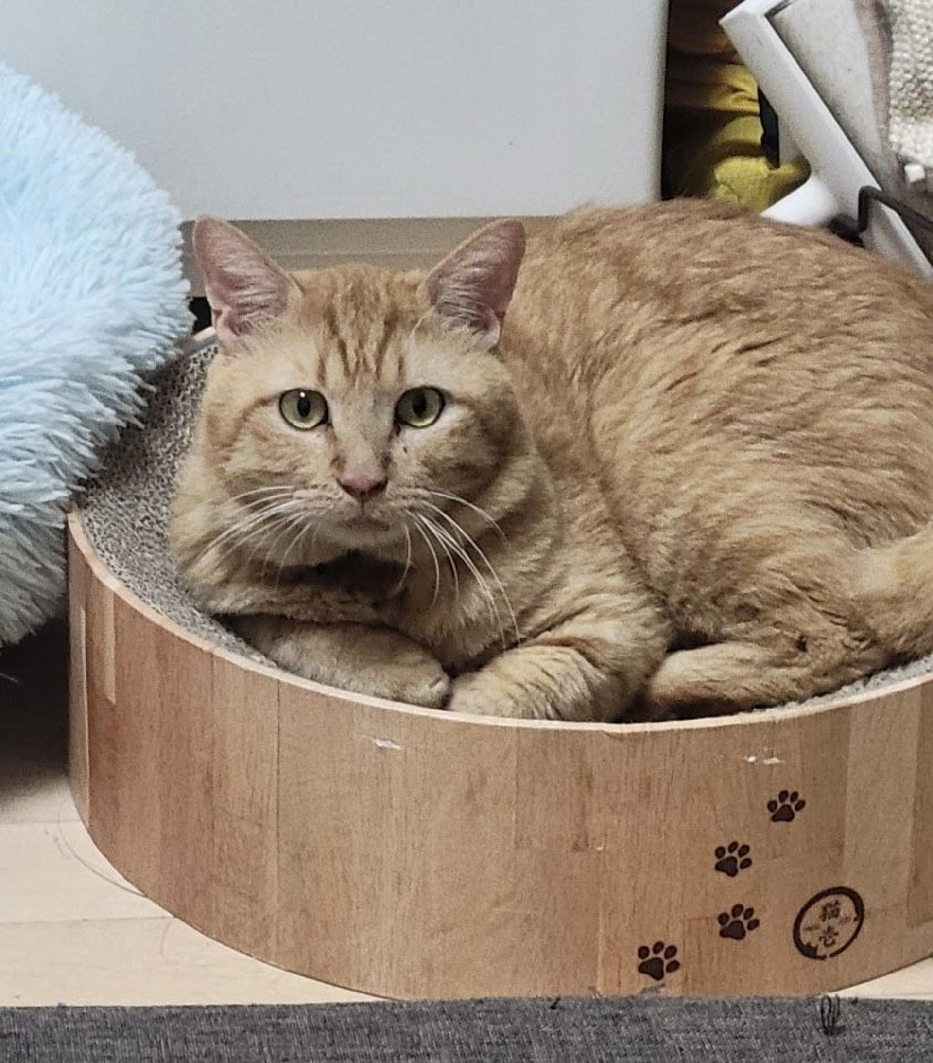 pet-image-4
