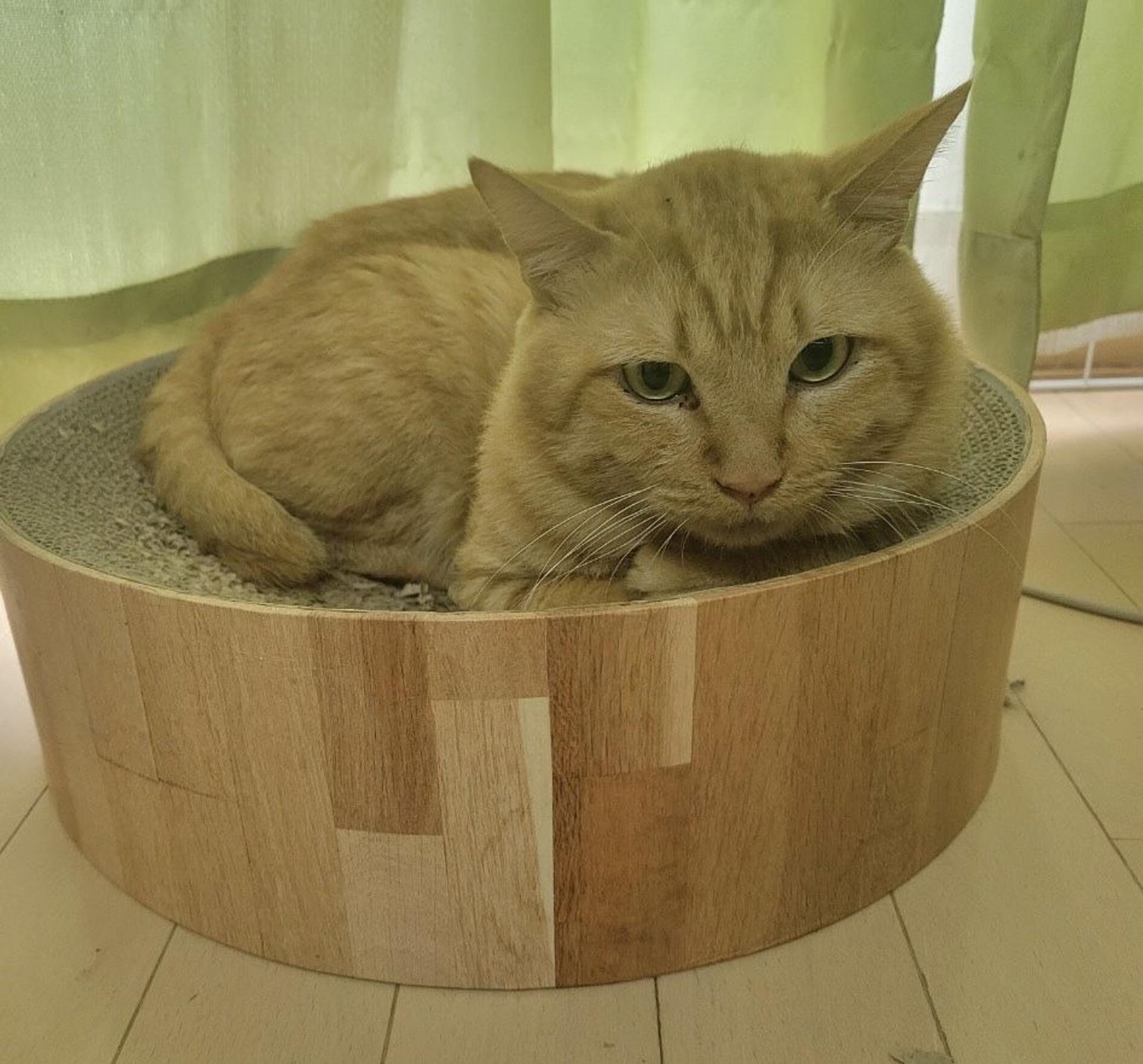 pet-image-8