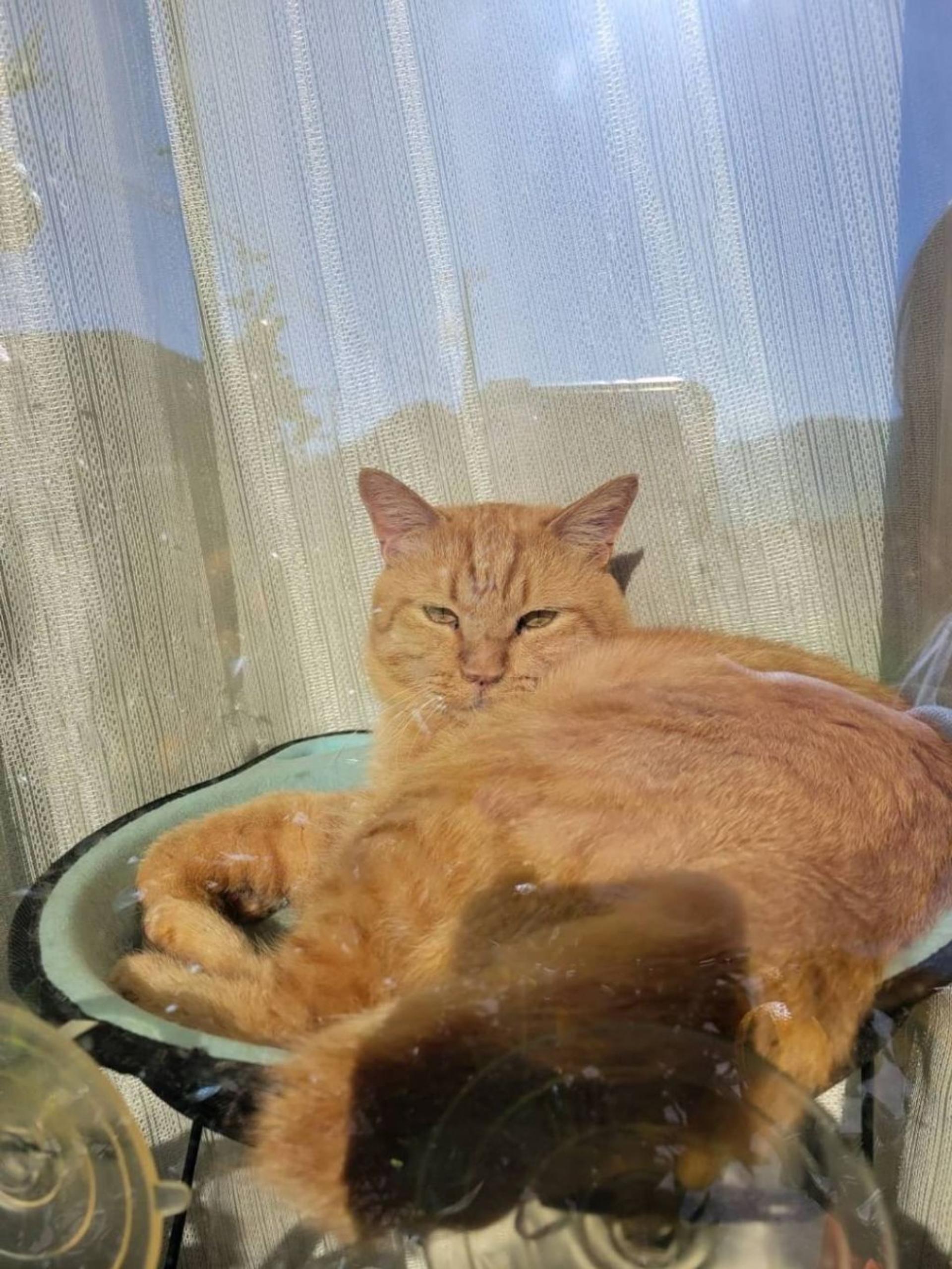 pet-image-5