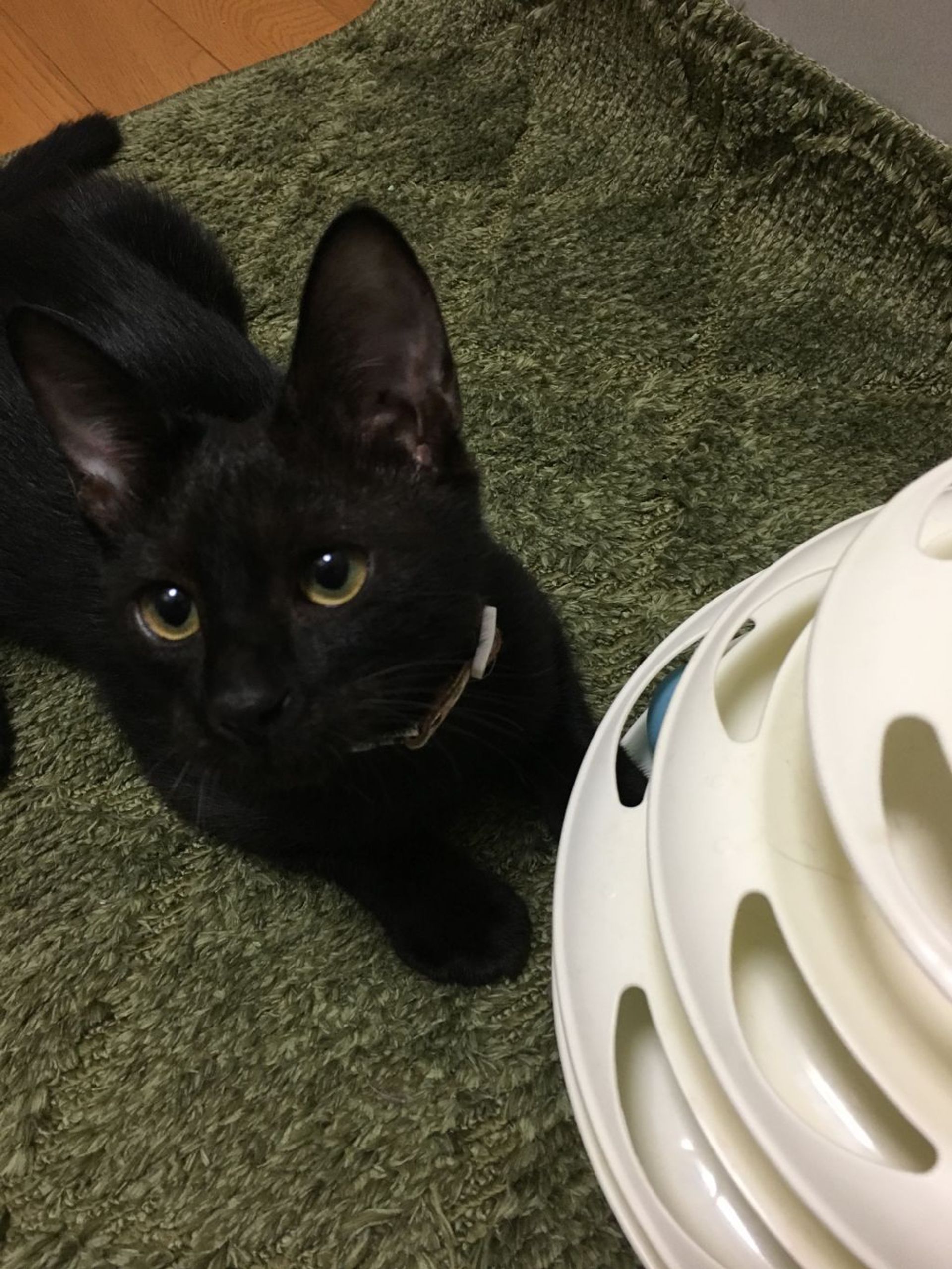 雑種（ミックス猫）・メスの里親募集の写真