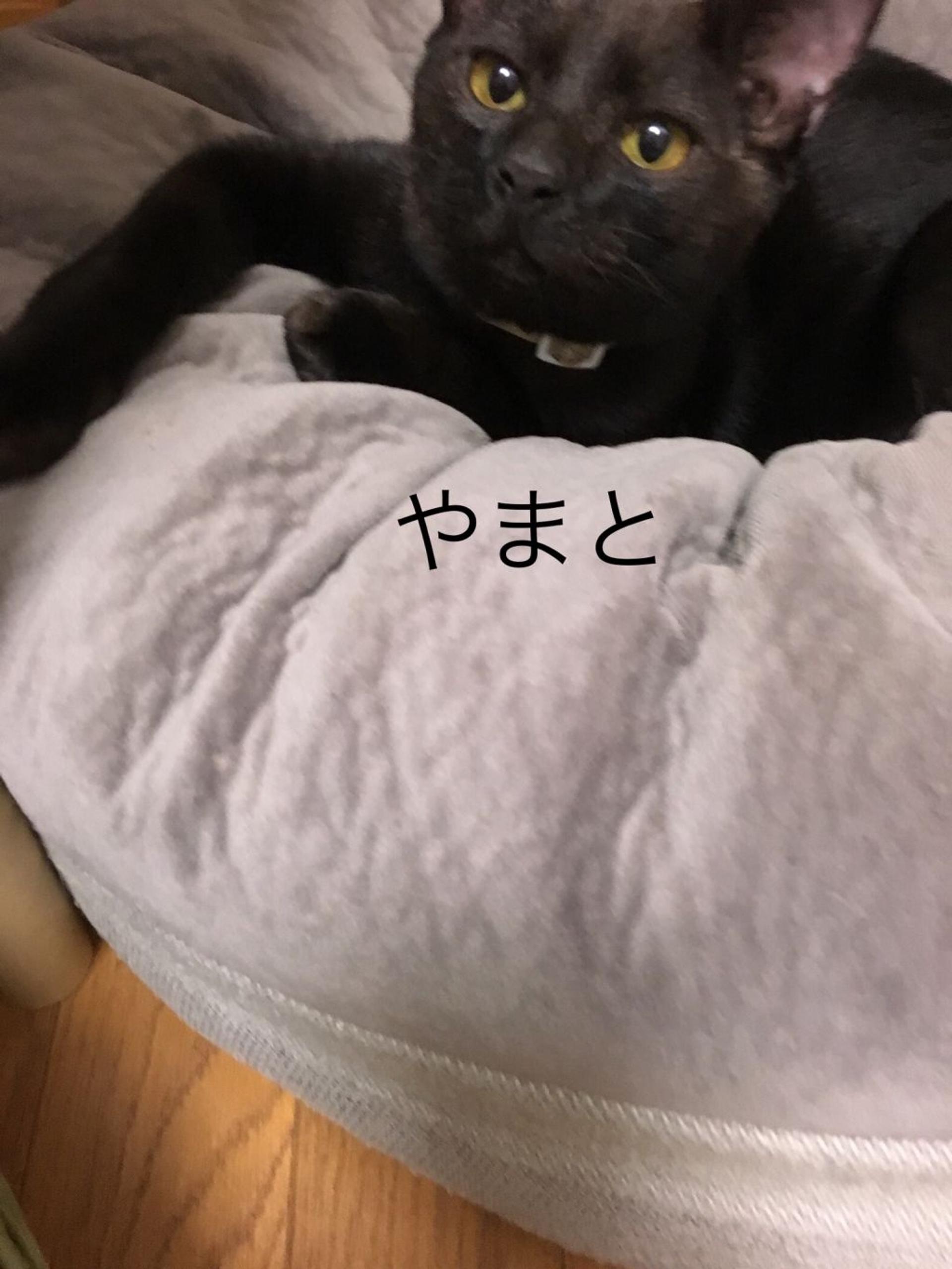 pet-image-5