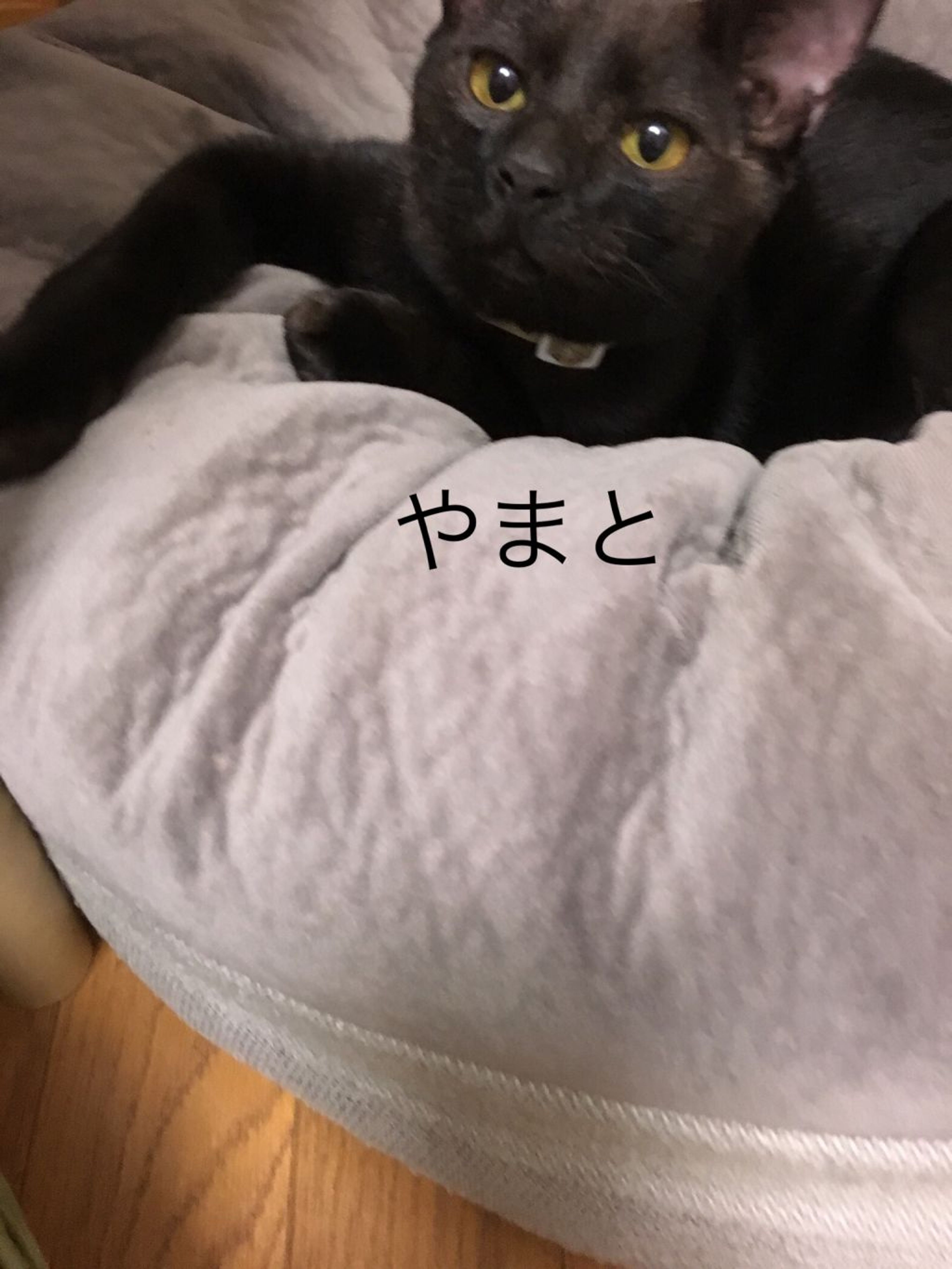 pet-image-5