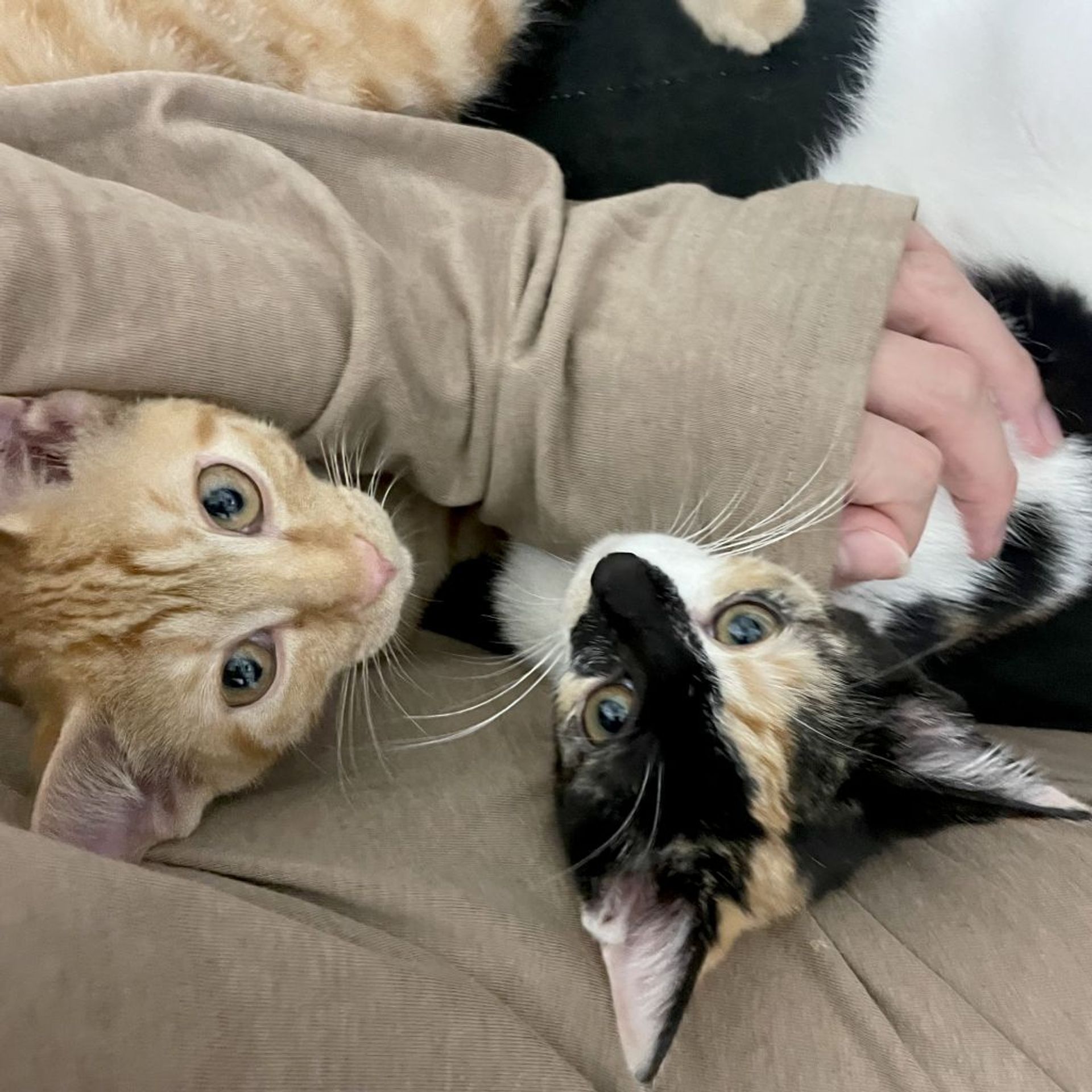雑種（ミックス猫）・メスの里親募集の写真