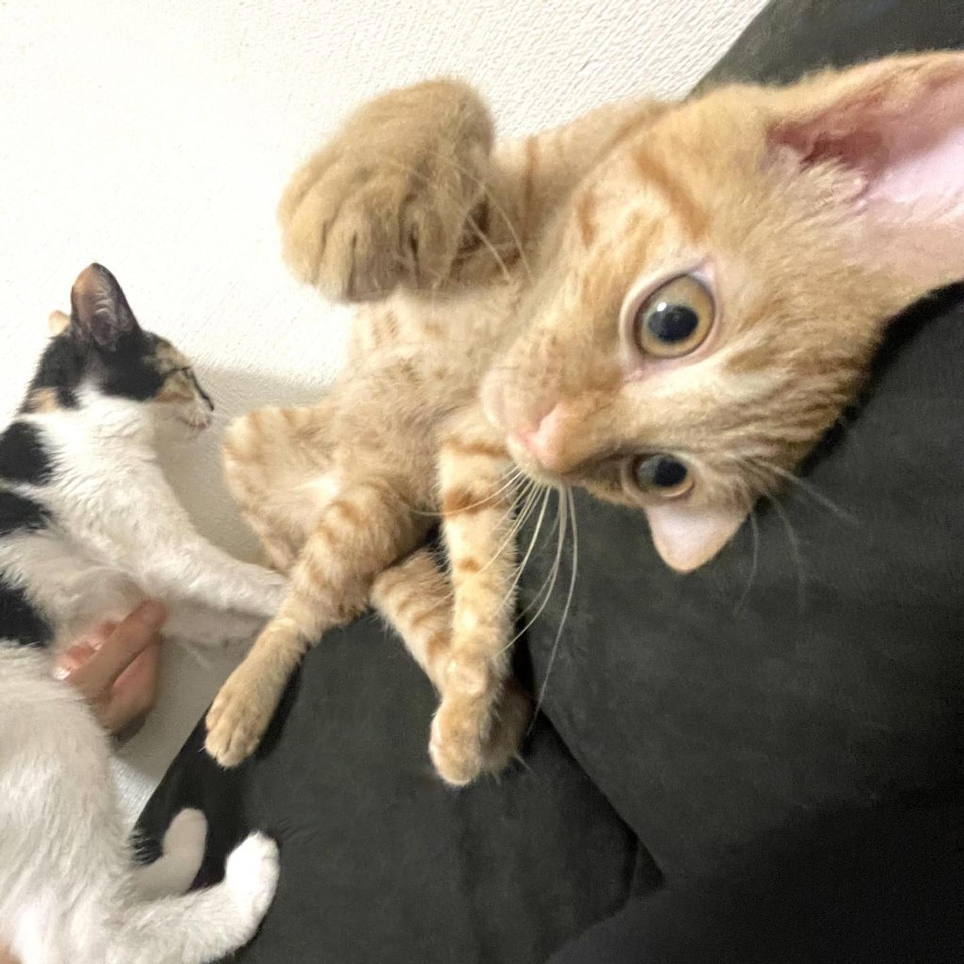 pet-image-2