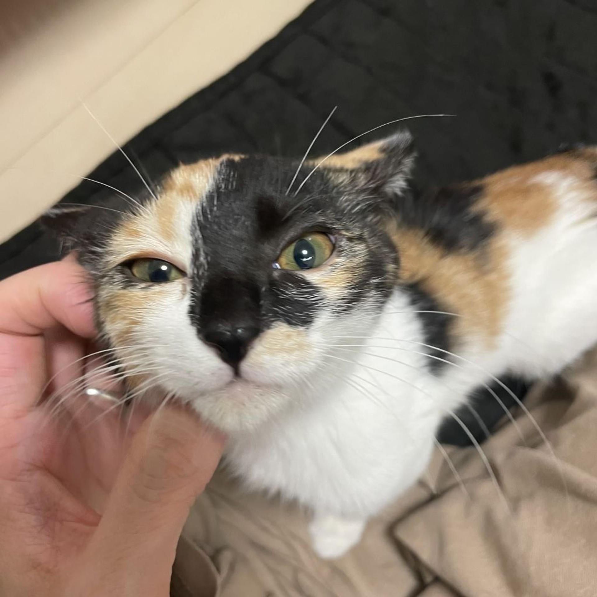 pet-image-3