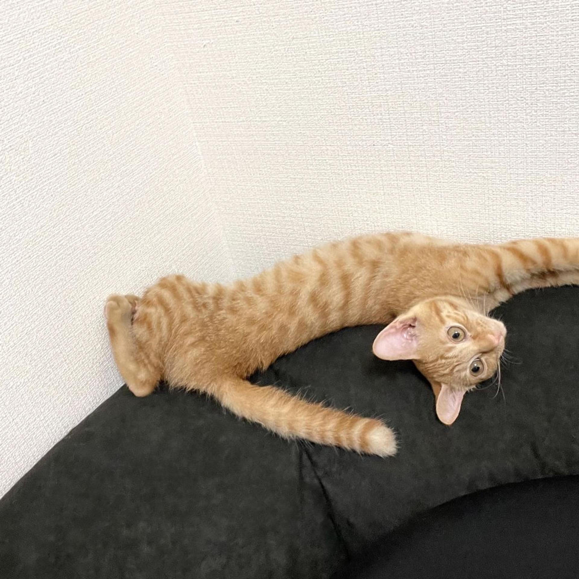 pet-image-4