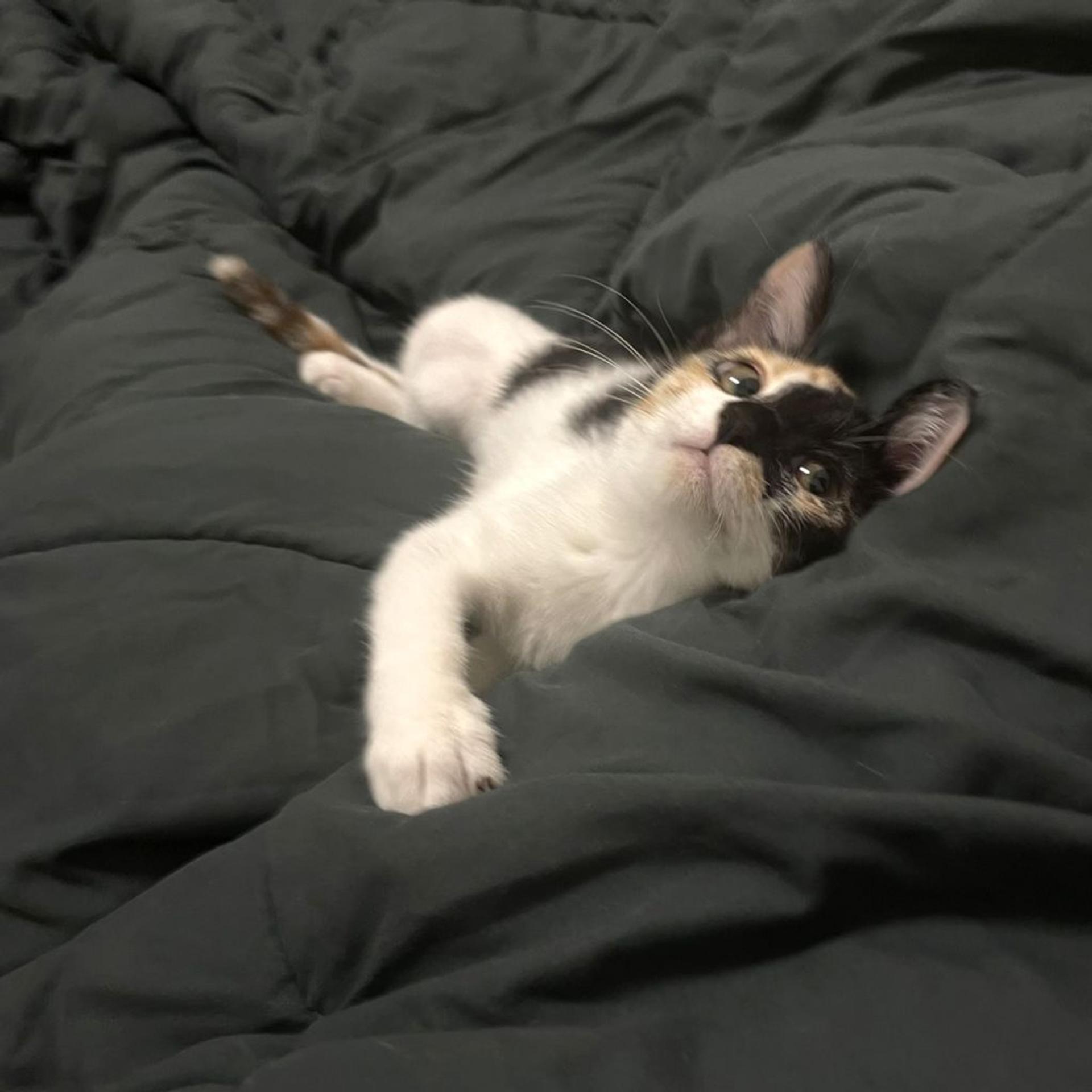 pet-image-6