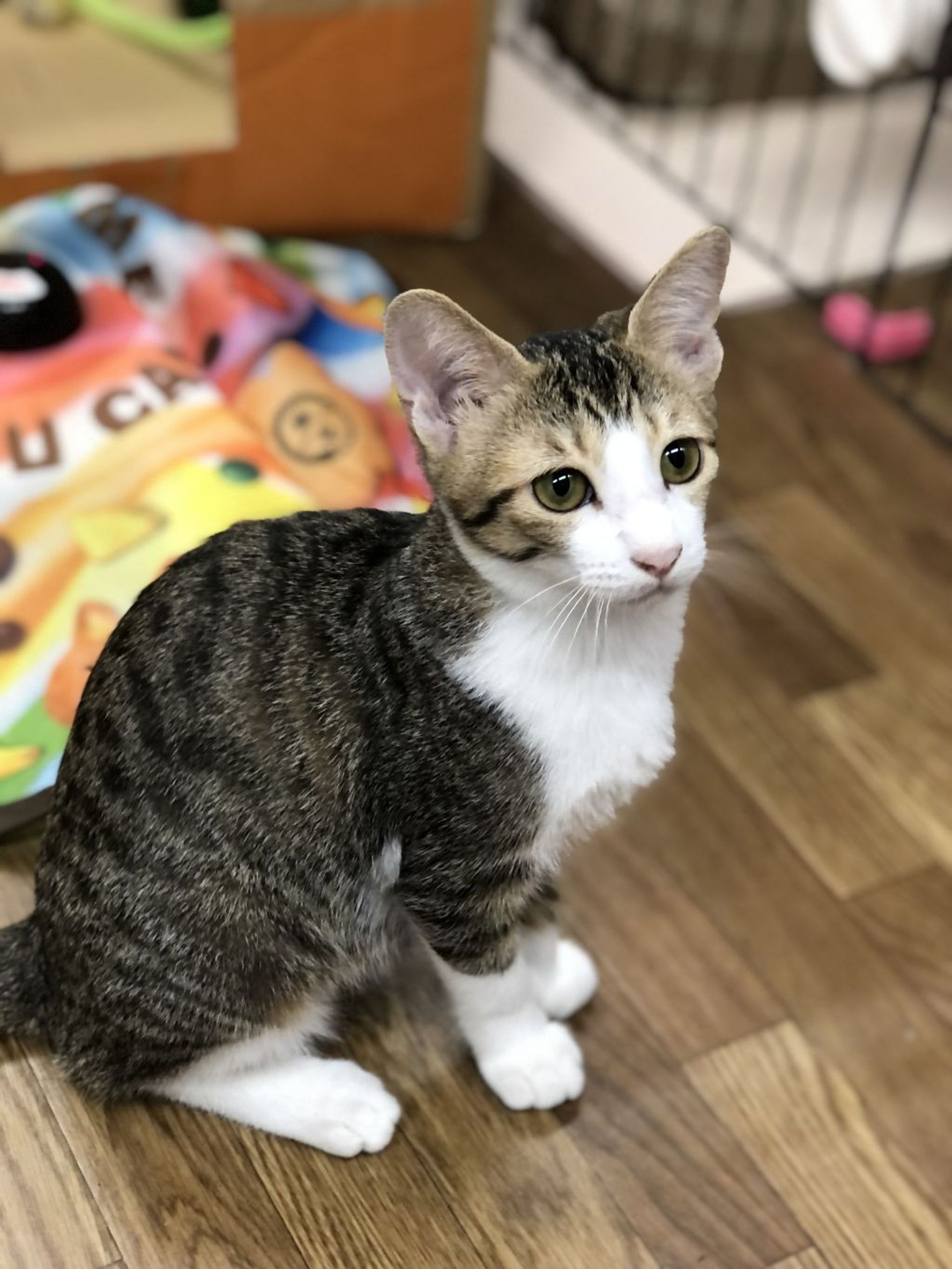 雑種（ミックス猫）・メスの里親募集の写真