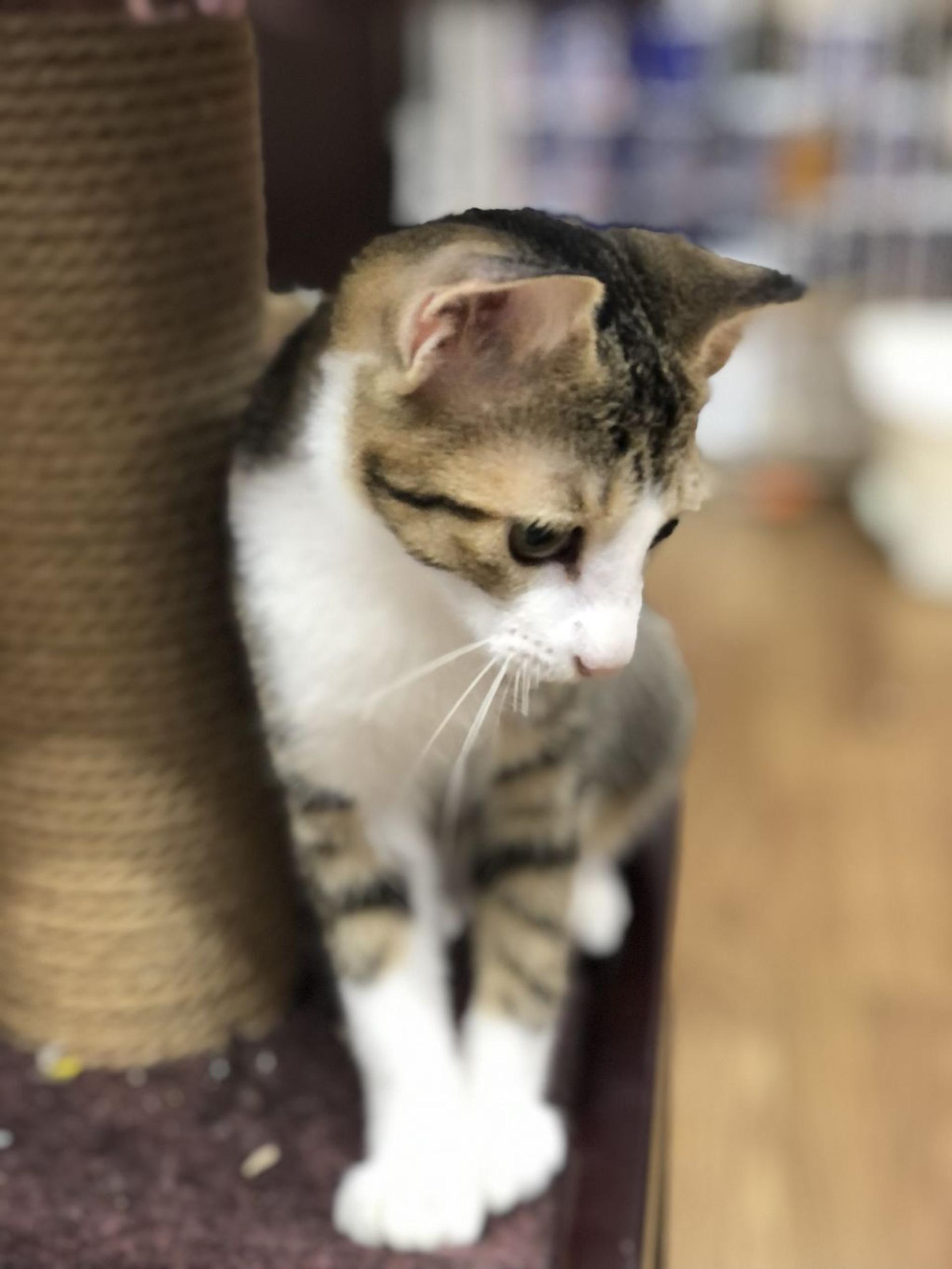 pet-image-2