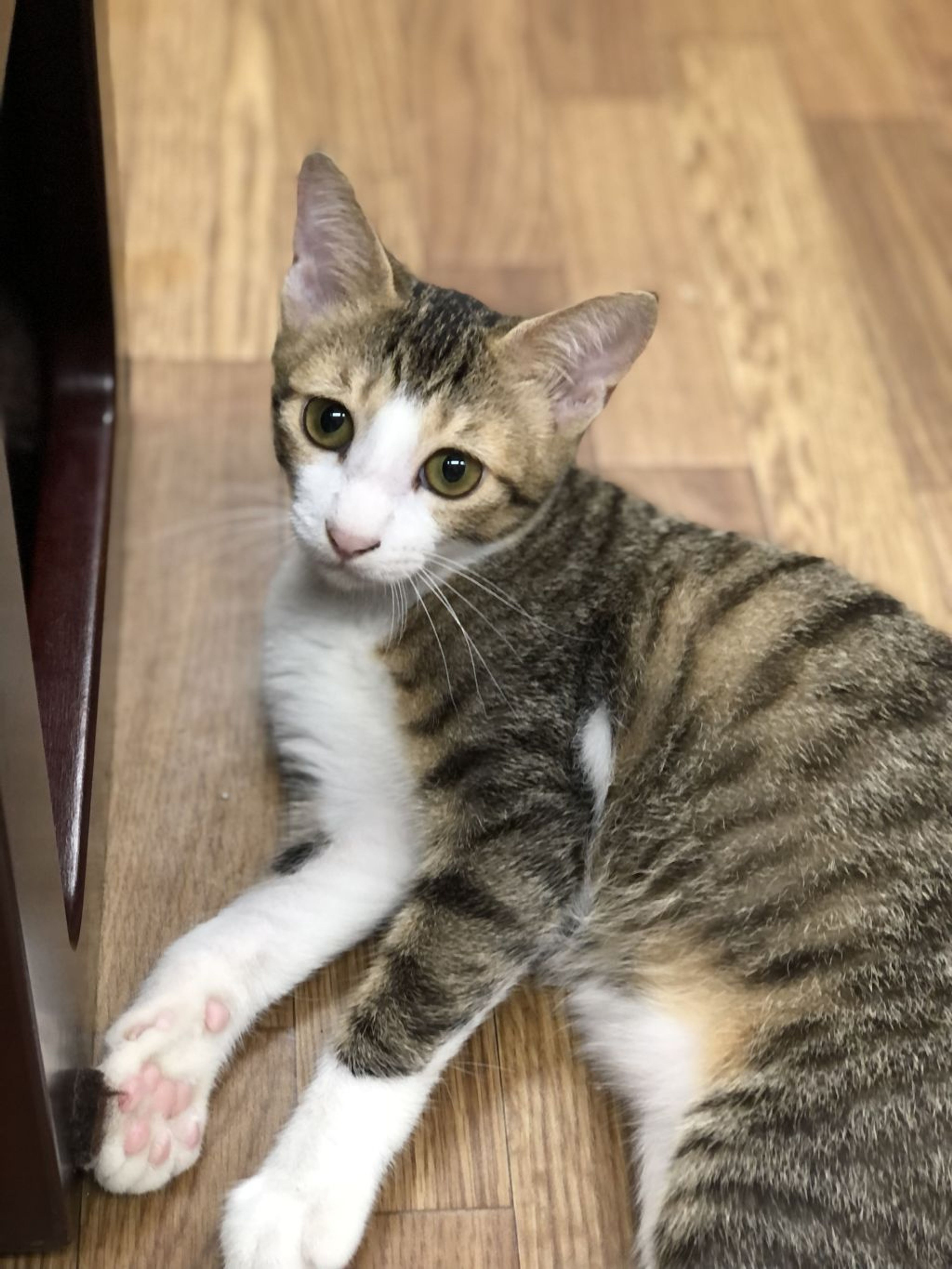 pet-image-3