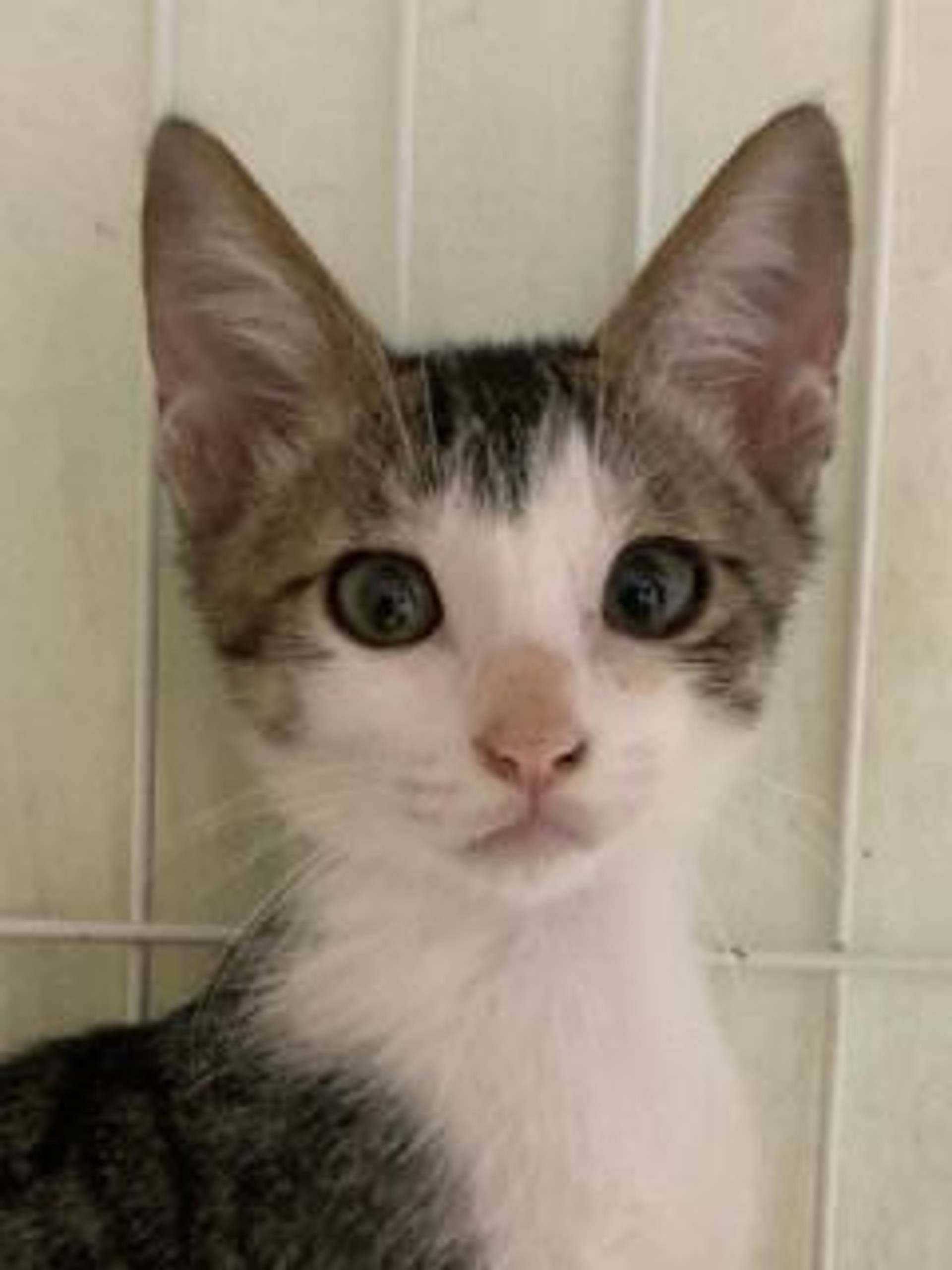 雑種（ミックス猫）・オスの里親募集の写真