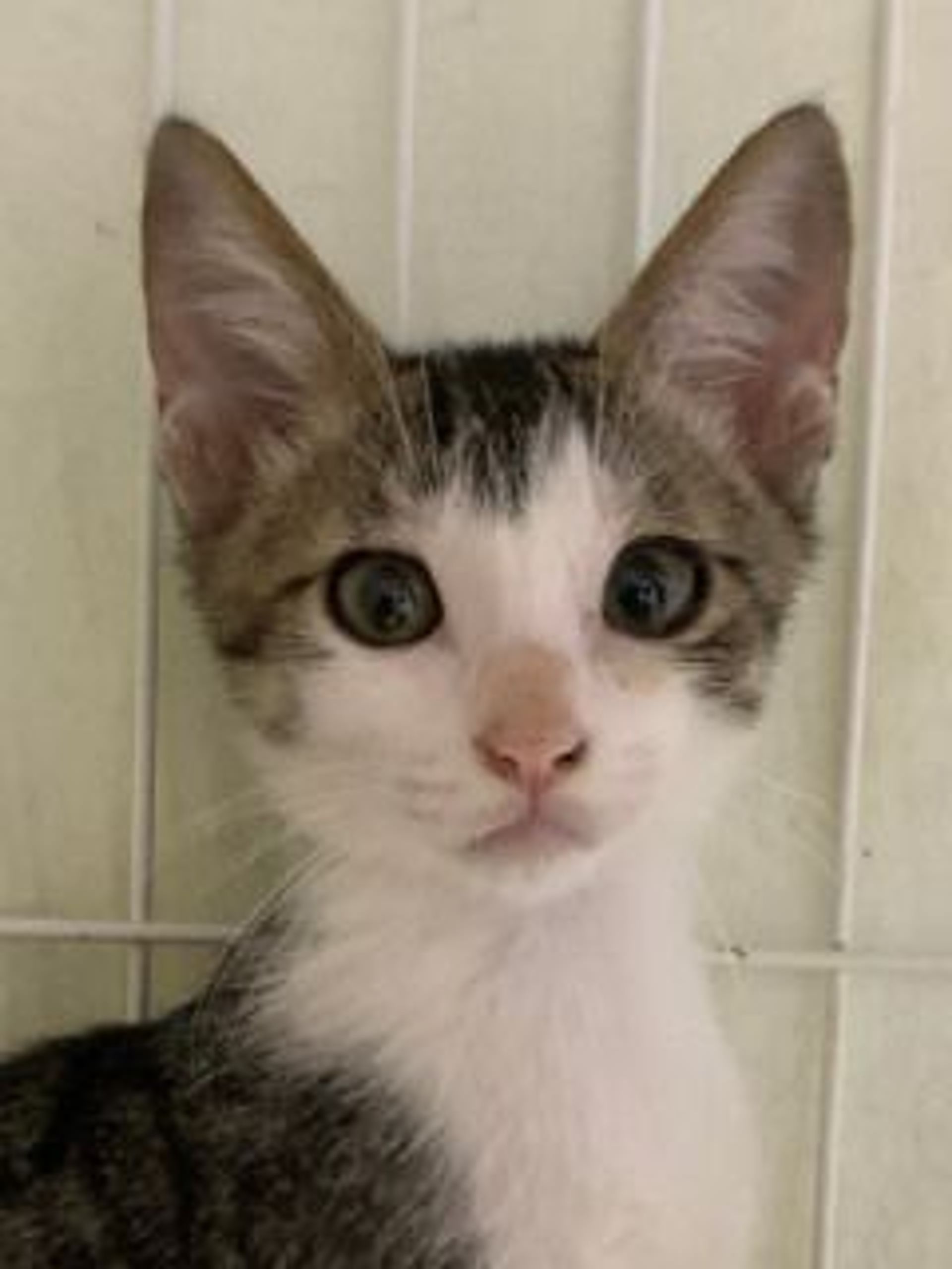 雑種（ミックス猫）・オスの里親募集の写真