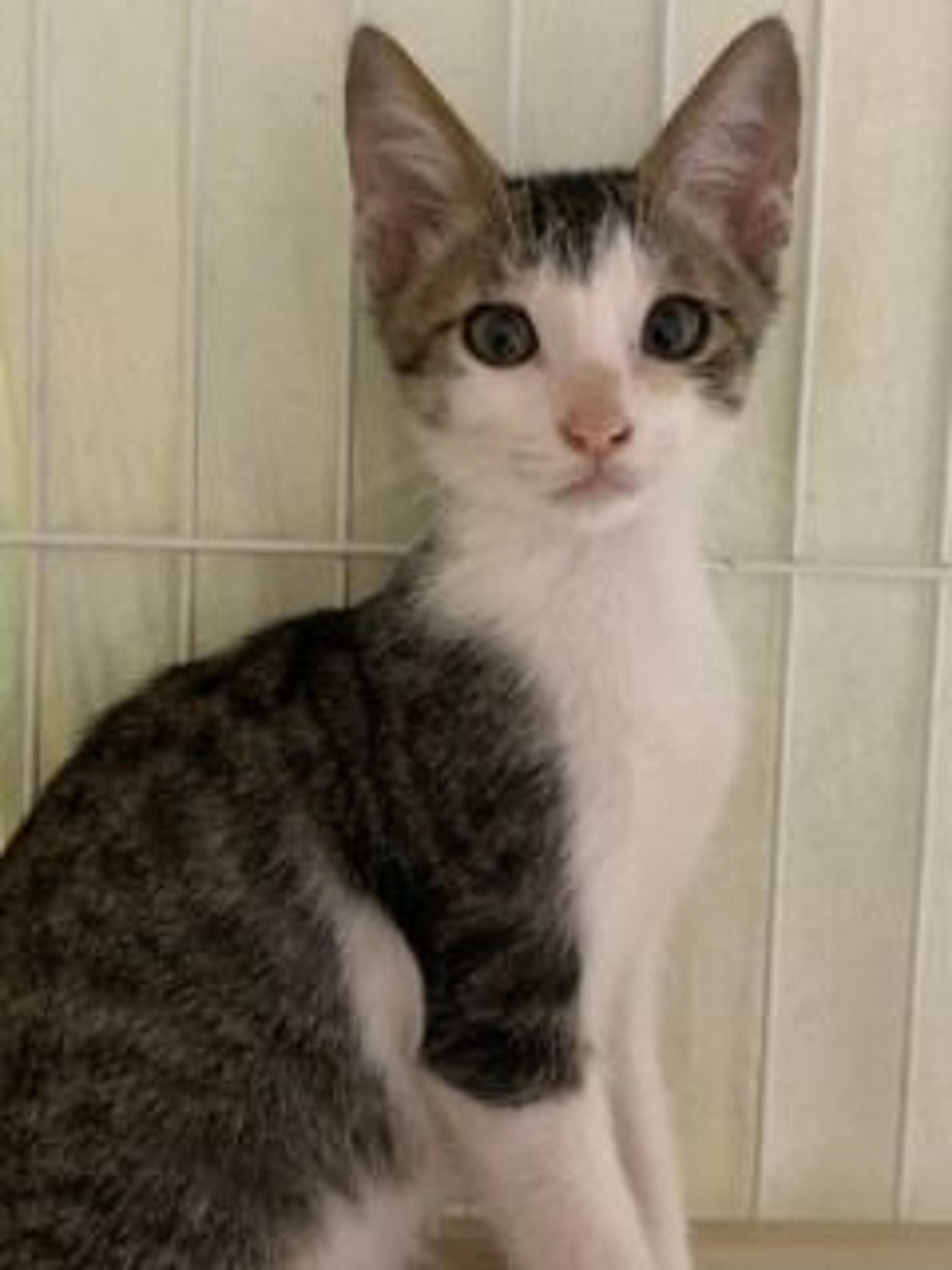 pet-image-2