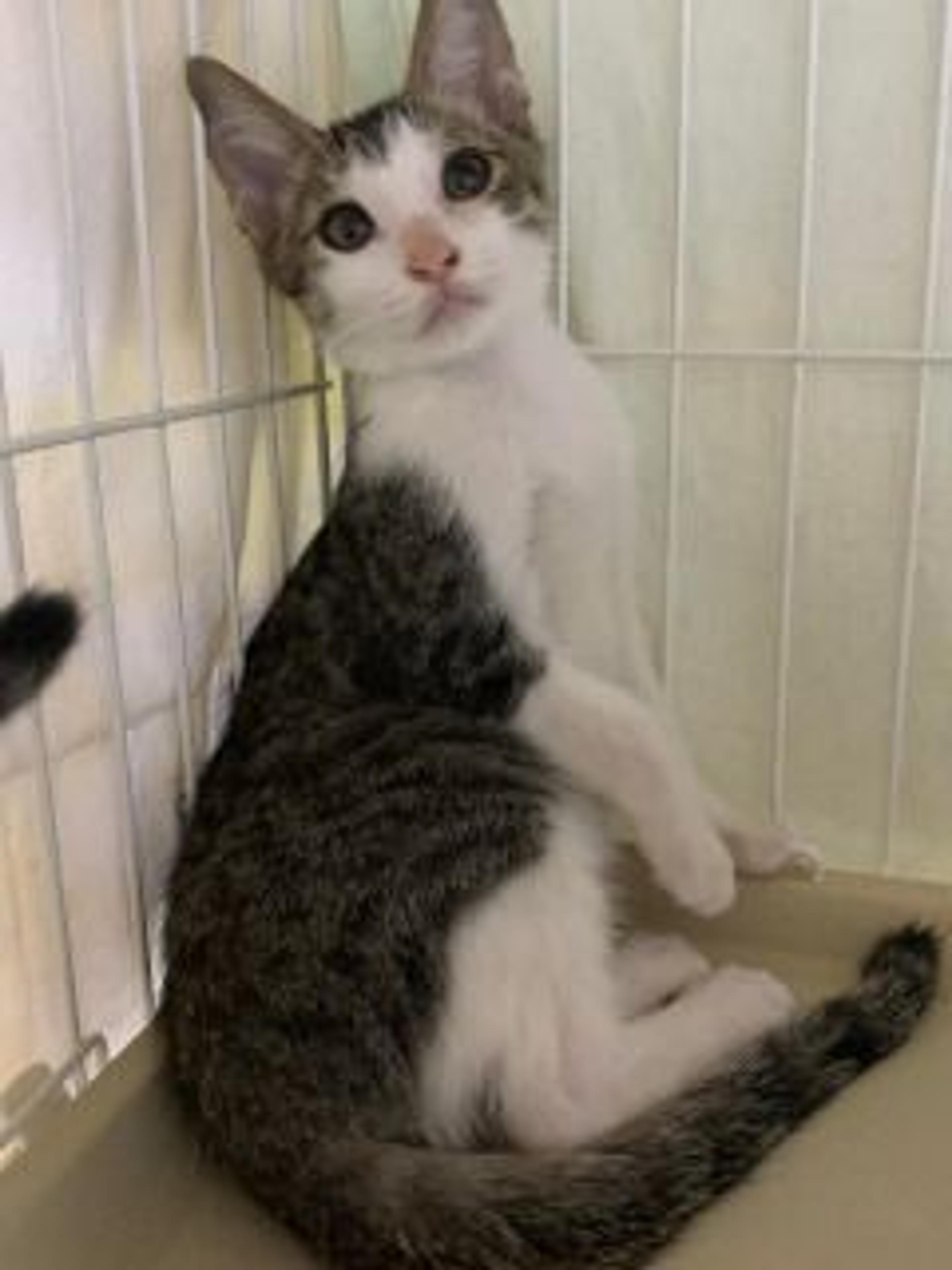 pet-image-3