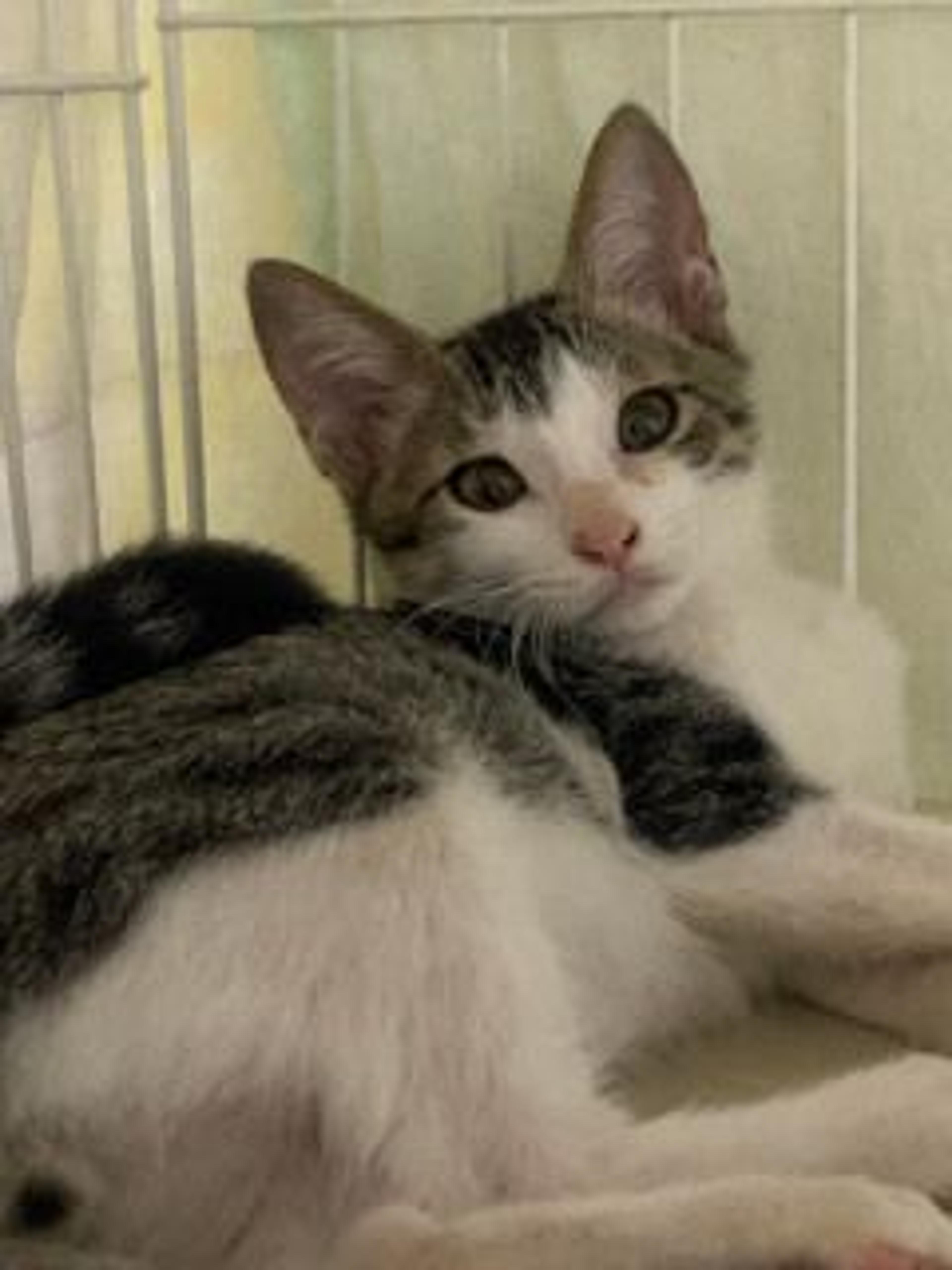 pet-image-4