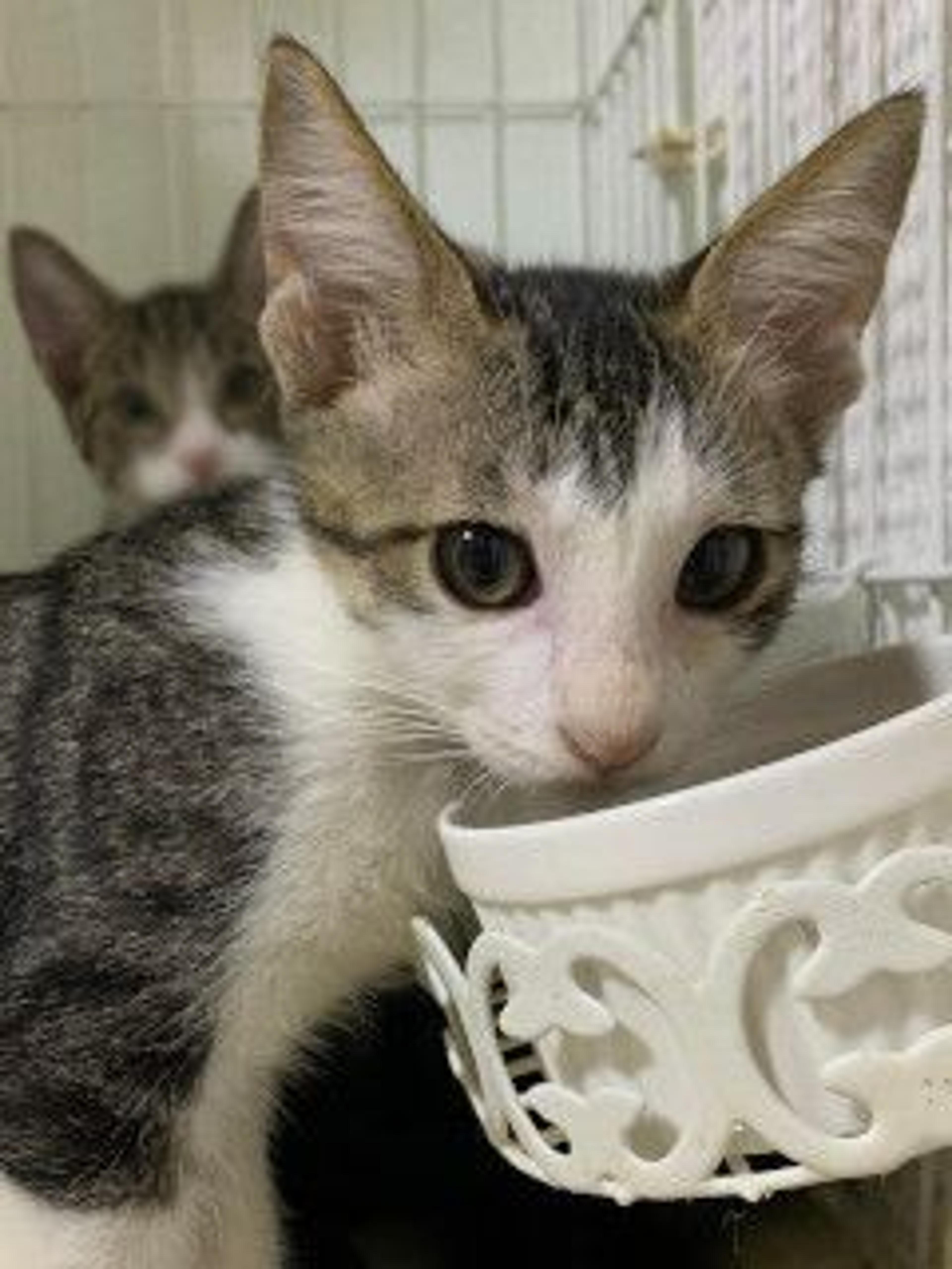 pet-image-5