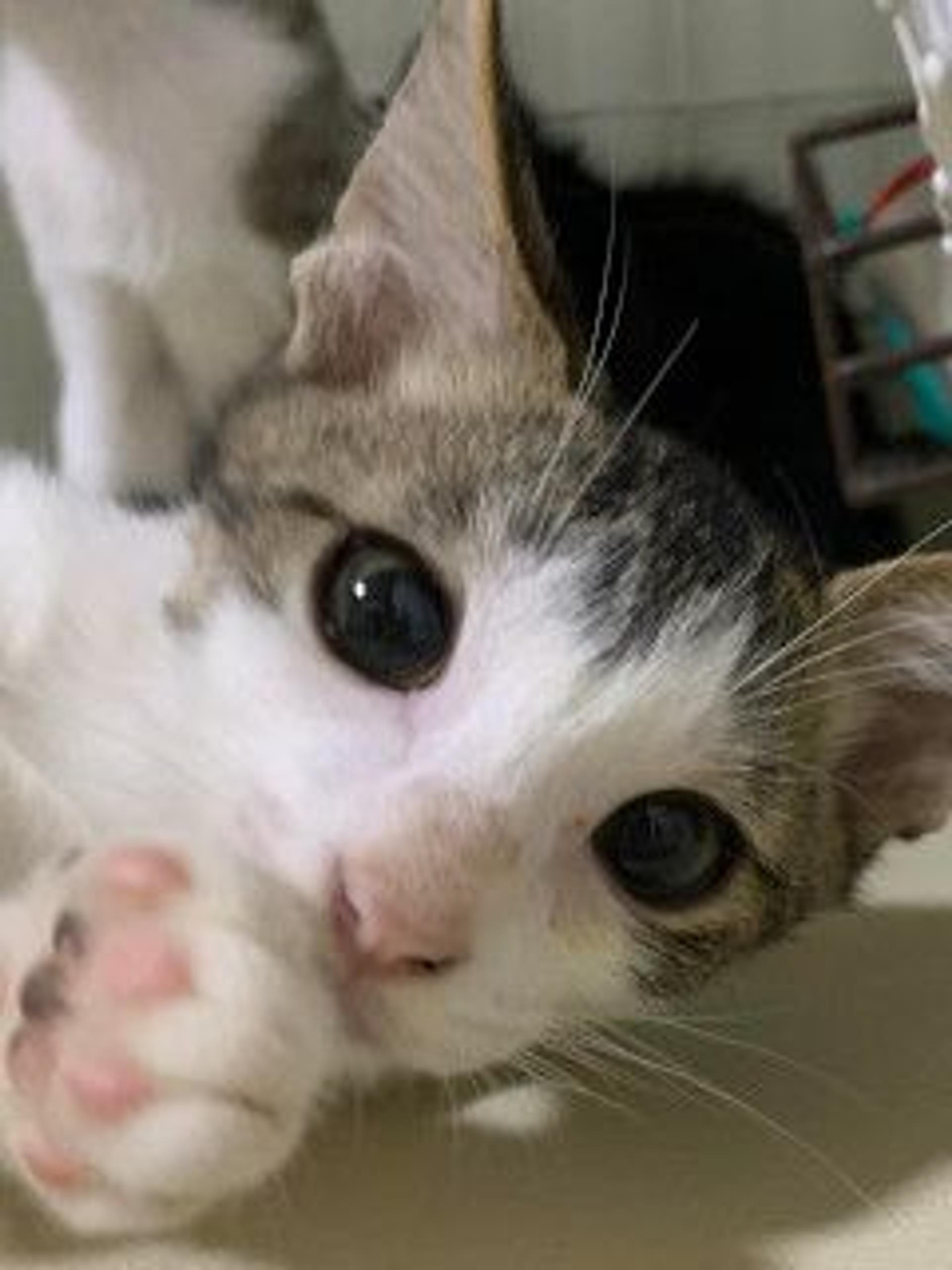 pet-image-6
