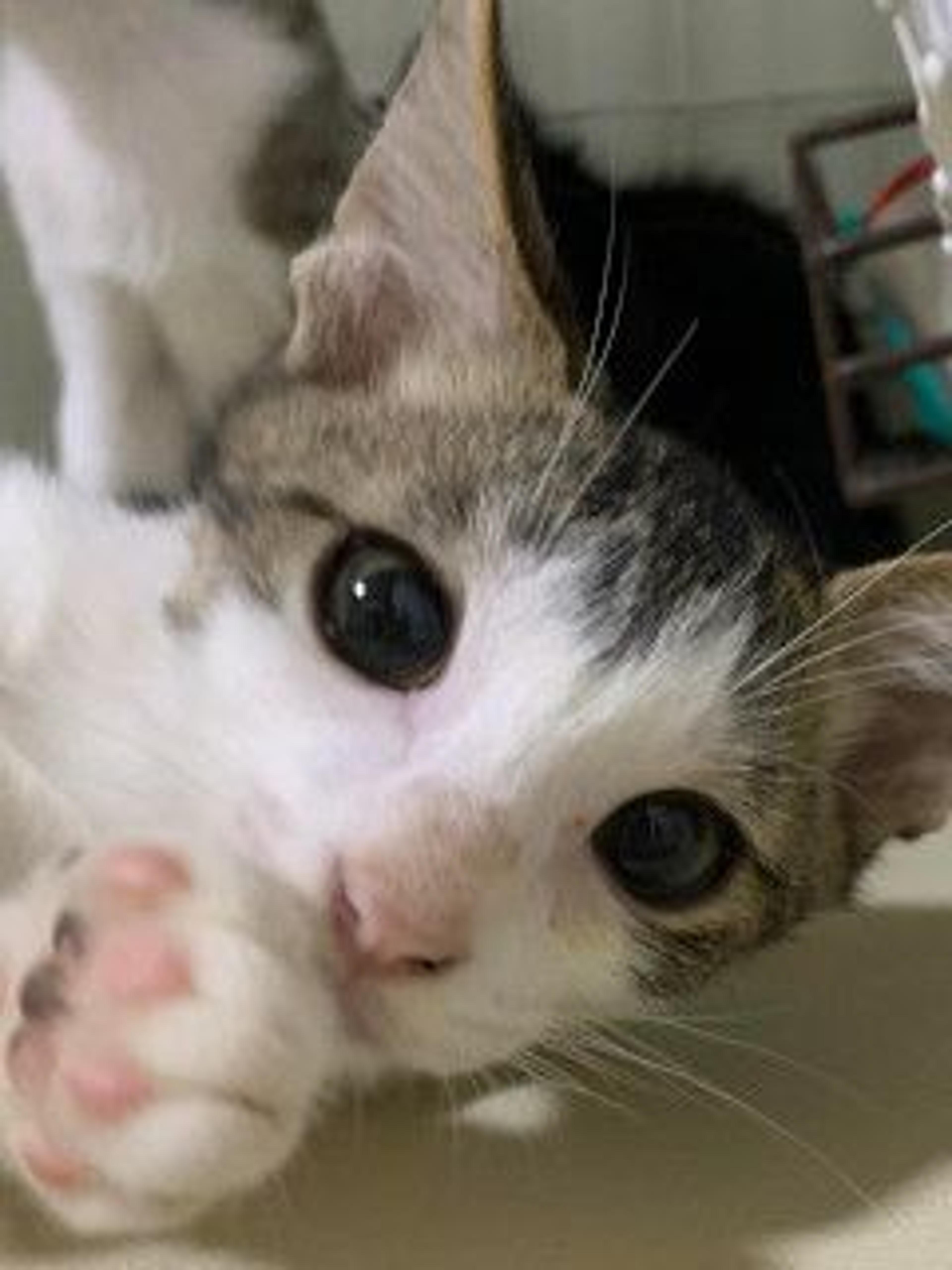 pet-image-6