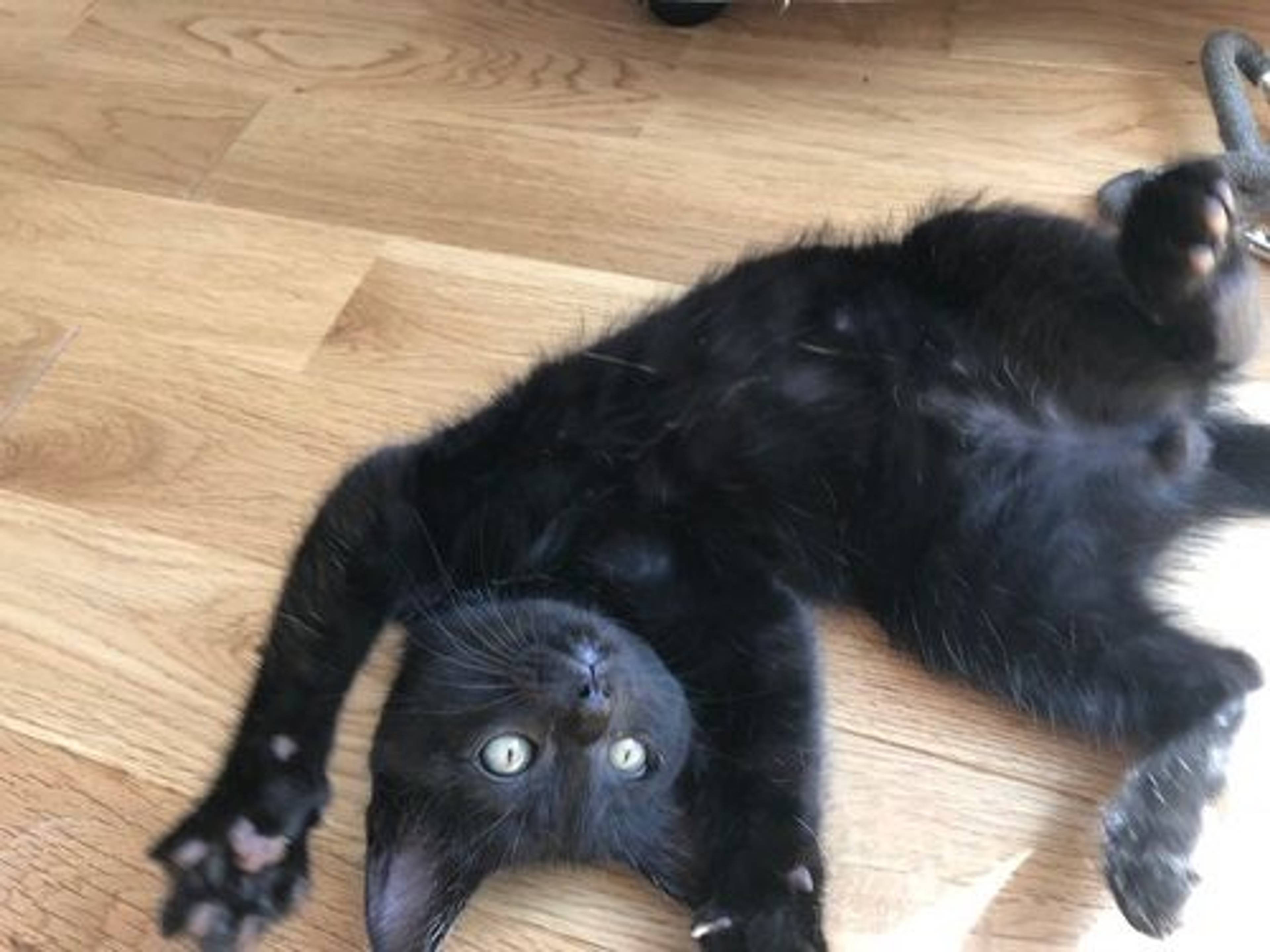 雑種（ミックス猫）・オスの里親募集の写真