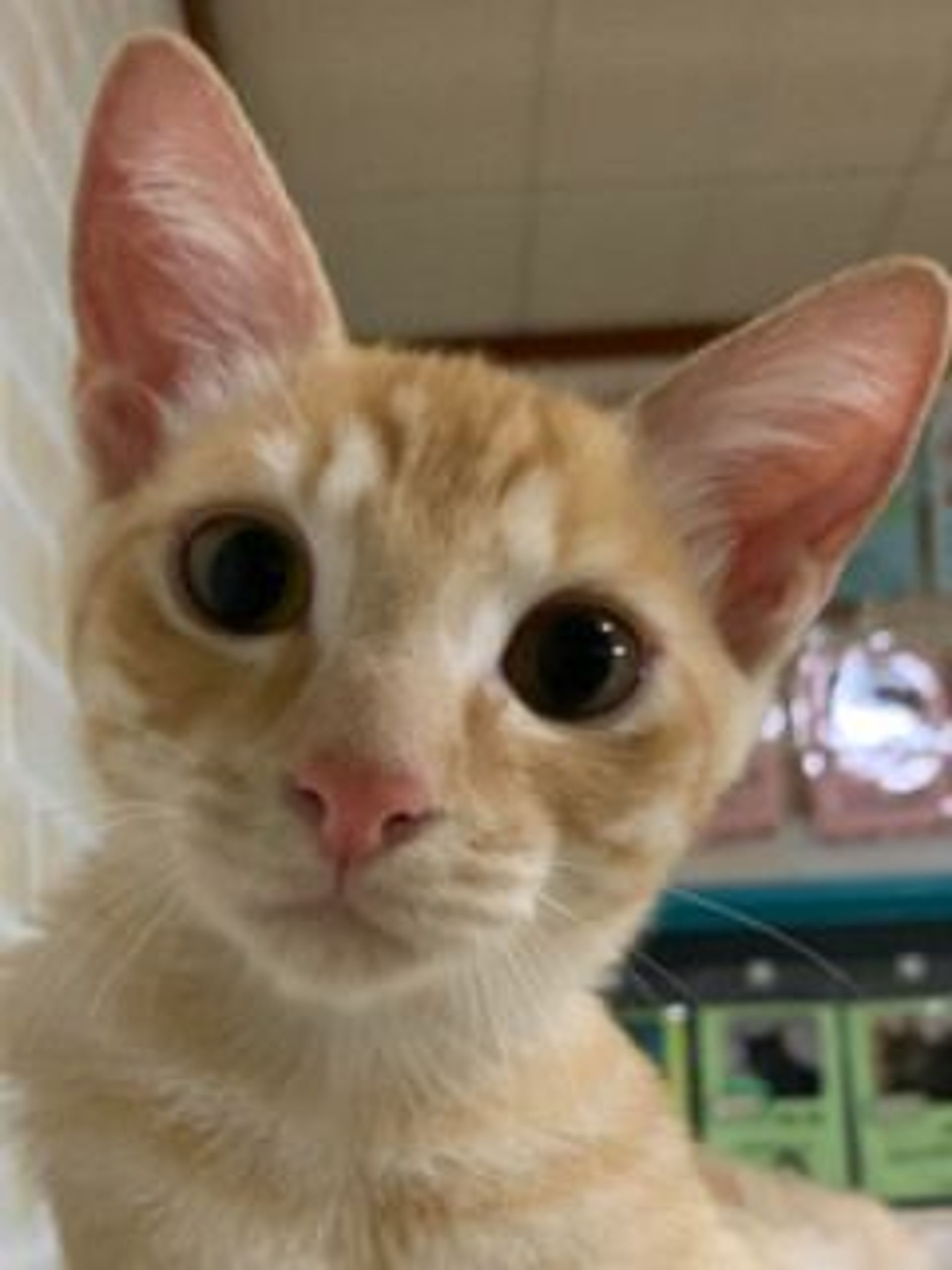 雑種（ミックス猫）・オスの里親募集の写真