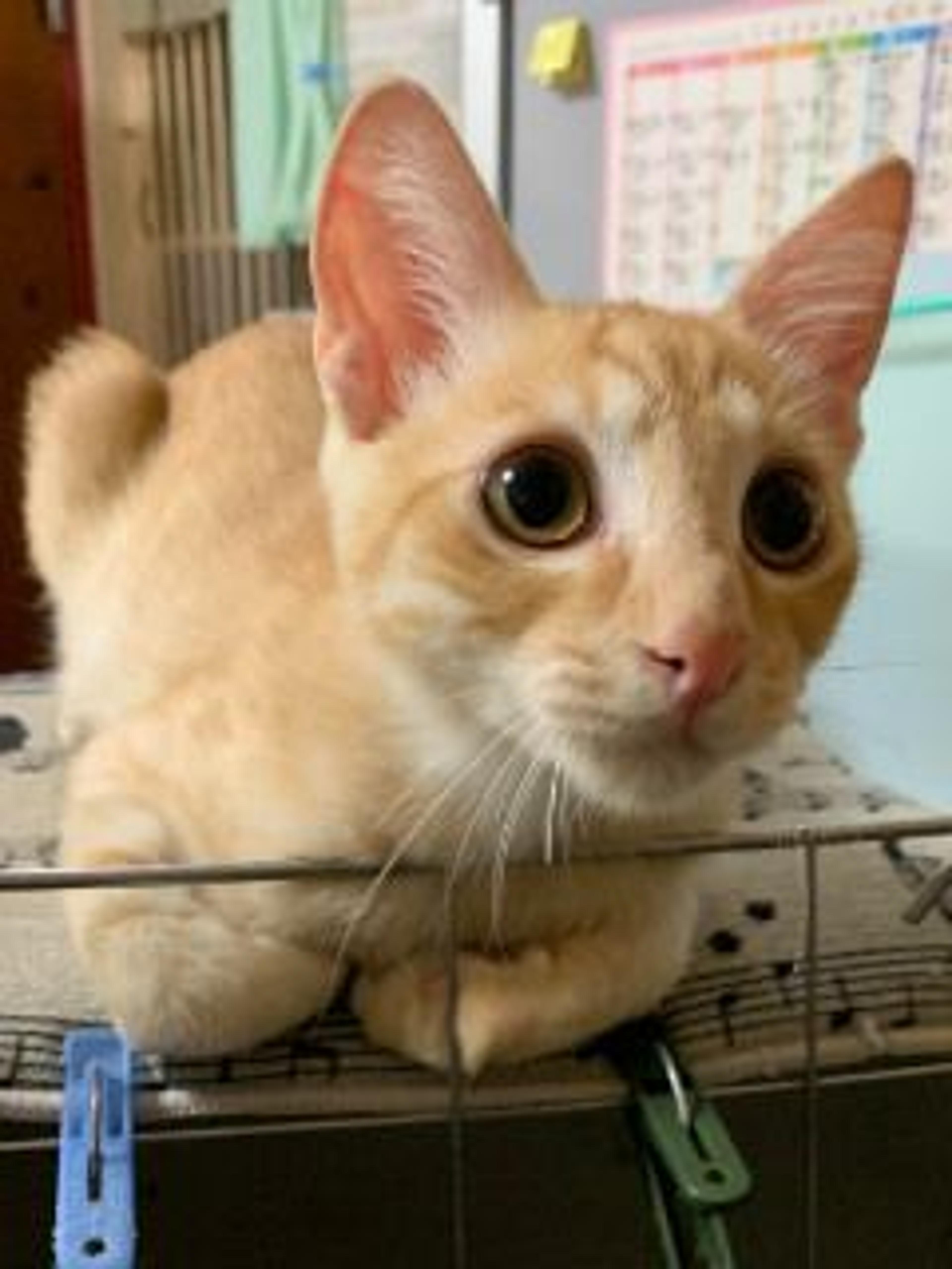 pet-image-3