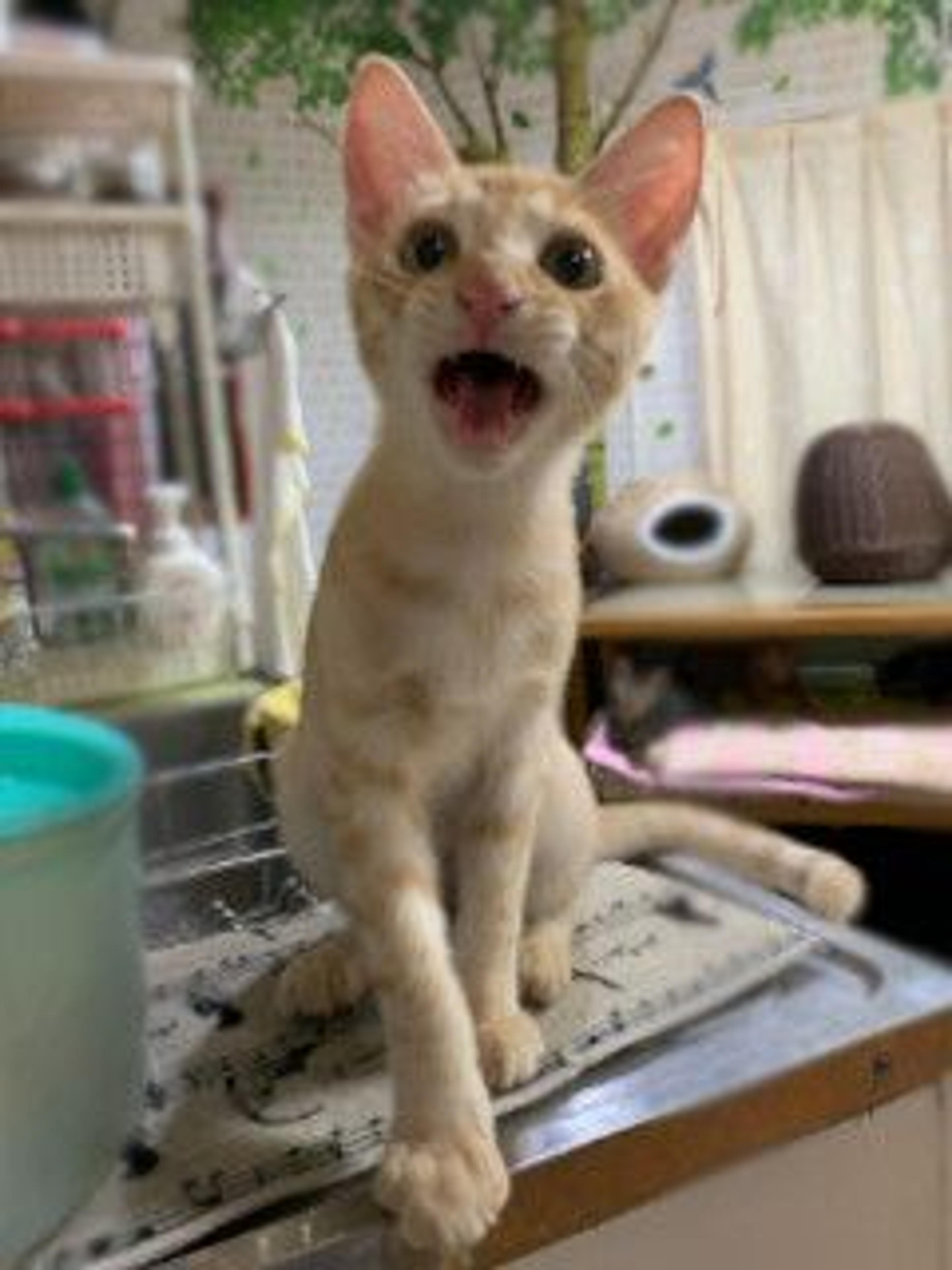 pet-image-4
