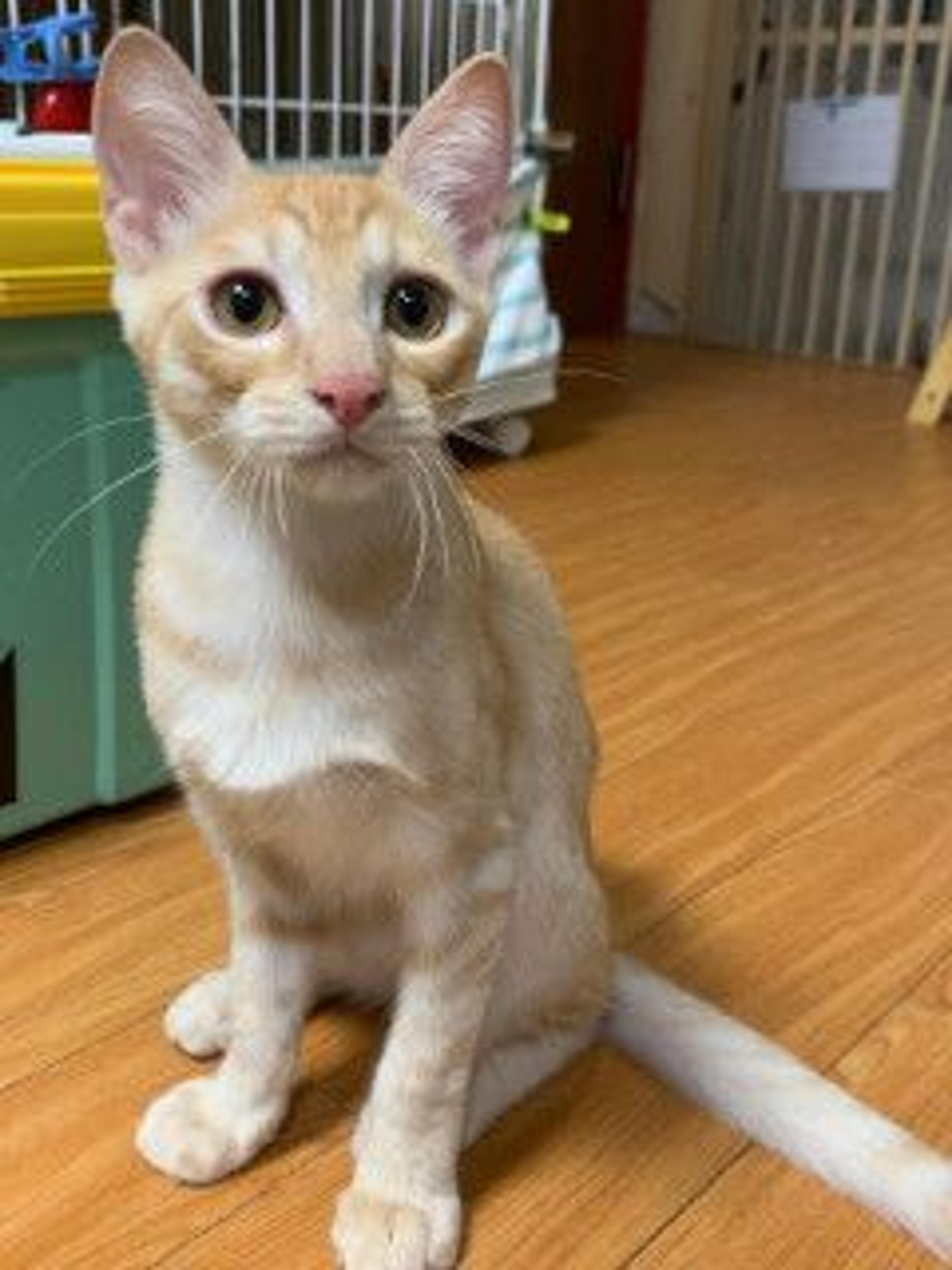 pet-image-5