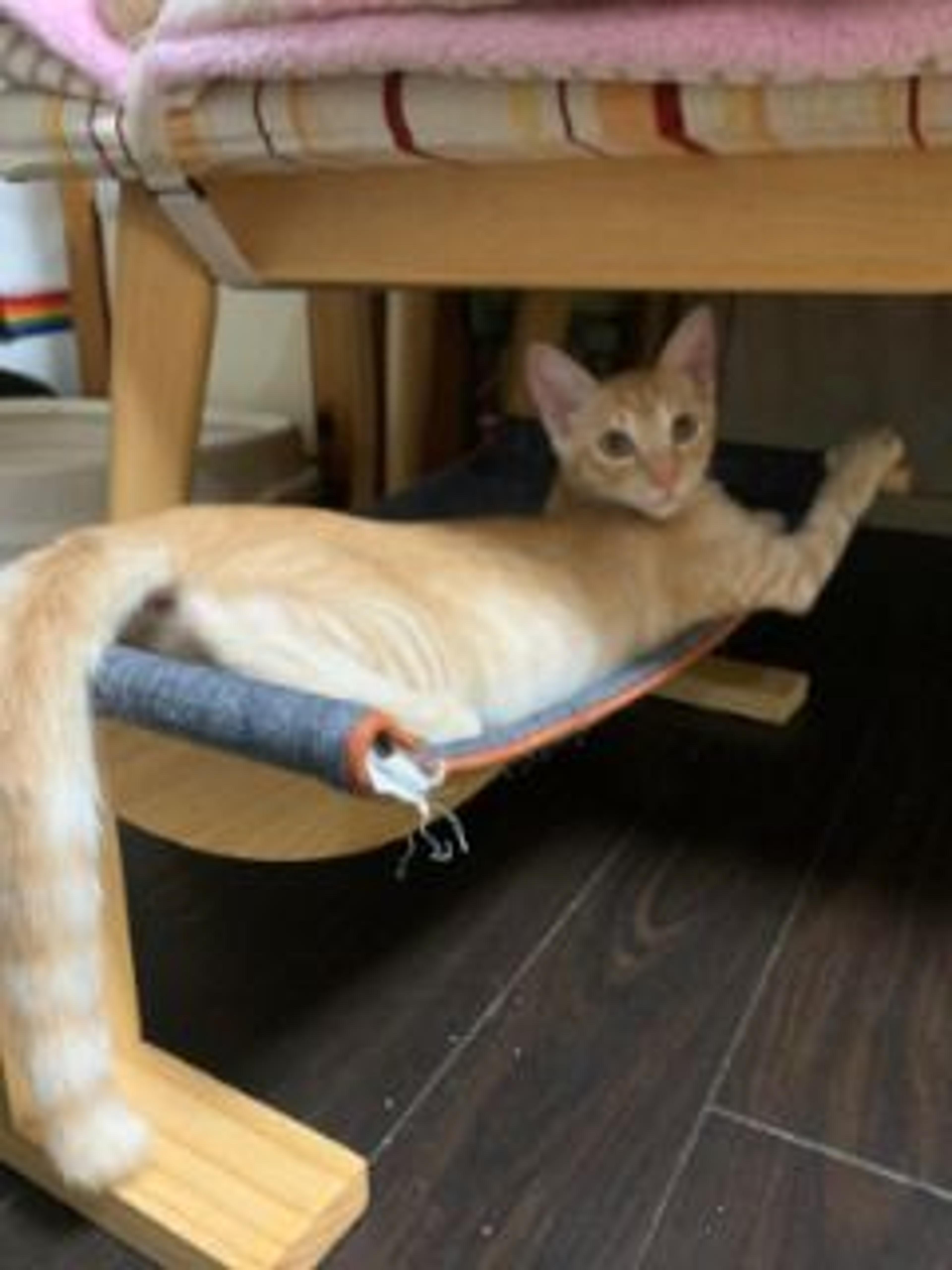 pet-image-6